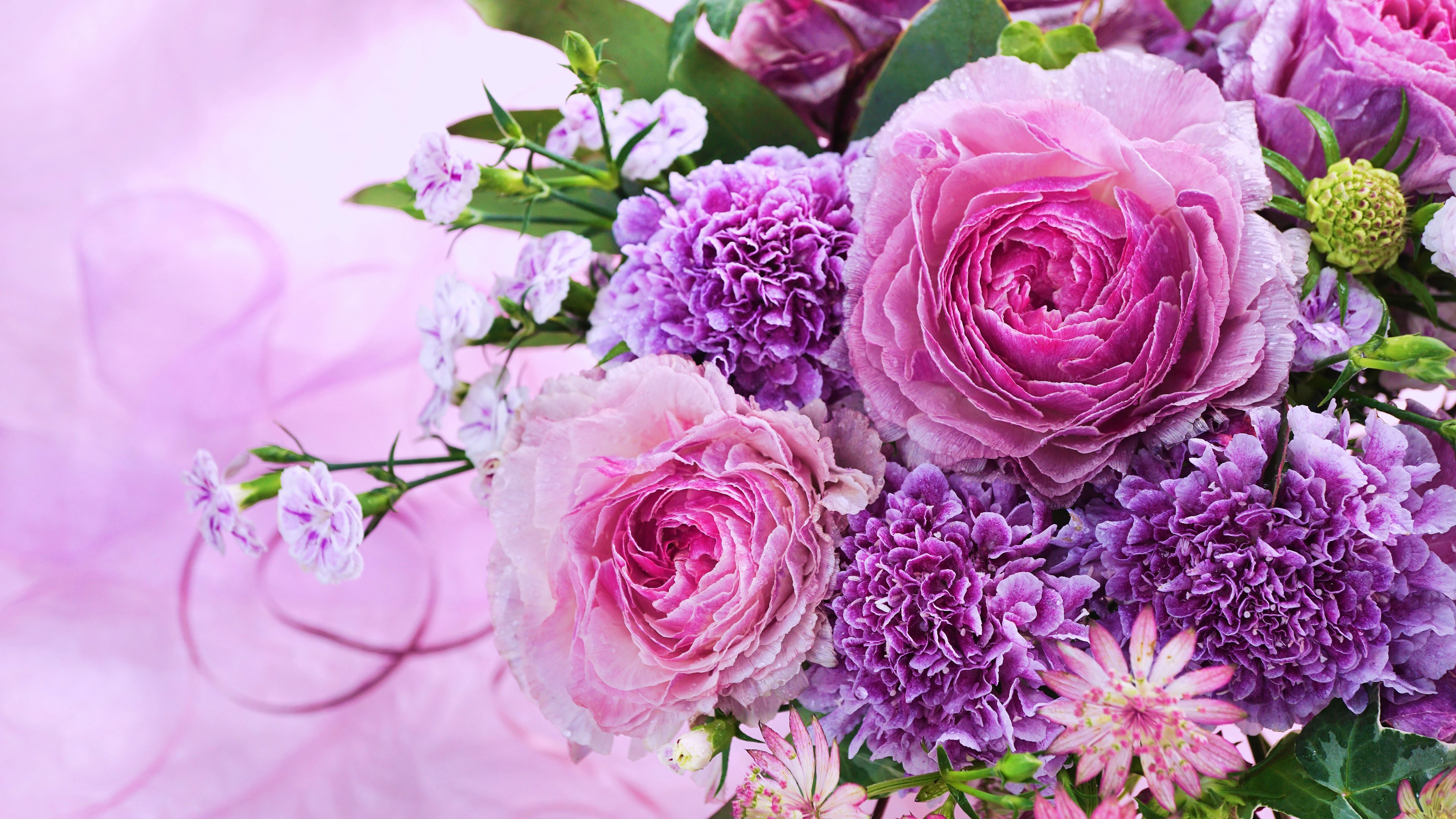 439866 скачать обои пион, фиолетовый цветок, земля/природа, цветок, гвоздика, розовый цветок, роза, флауэрсы - заставки и картинки бесплатно