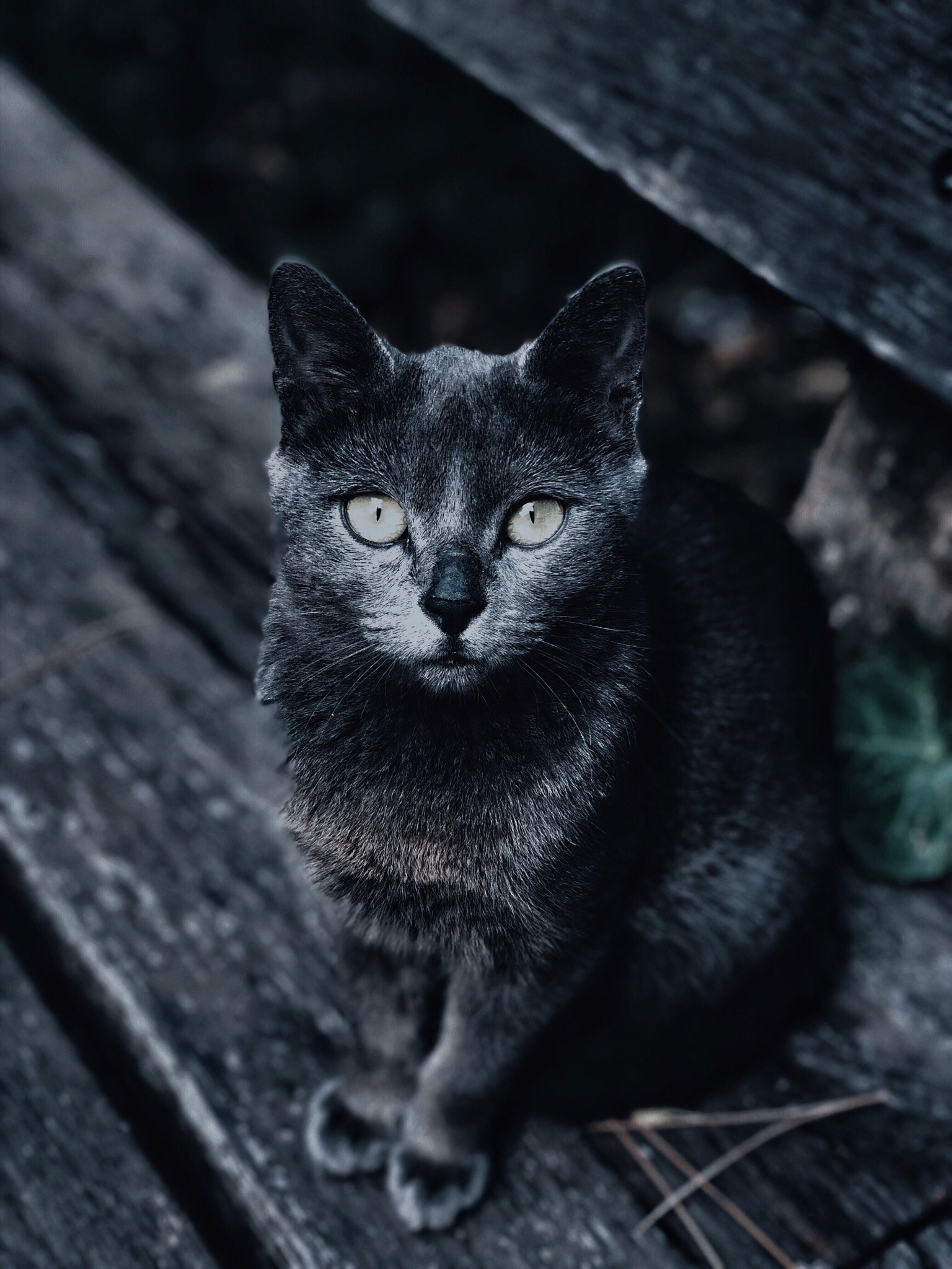 Free download wallpaper Muzzle, Sight, Opinion, Animals, Blur, Smooth, Grey, Cat on your PC desktop