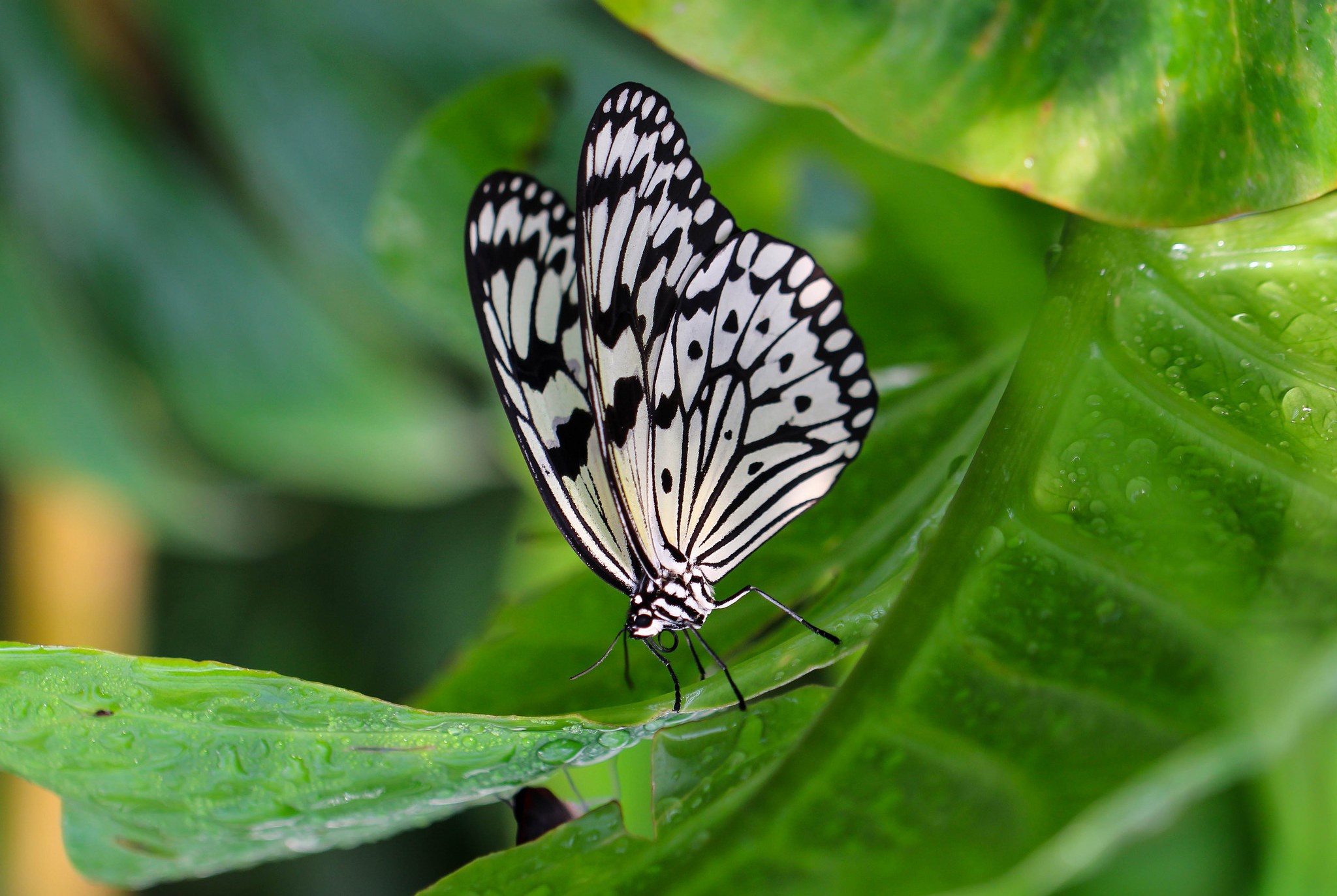 Descarga gratis la imagen Animales, Hoja, Insecto, Mariposa, Macrofotografía en el escritorio de tu PC