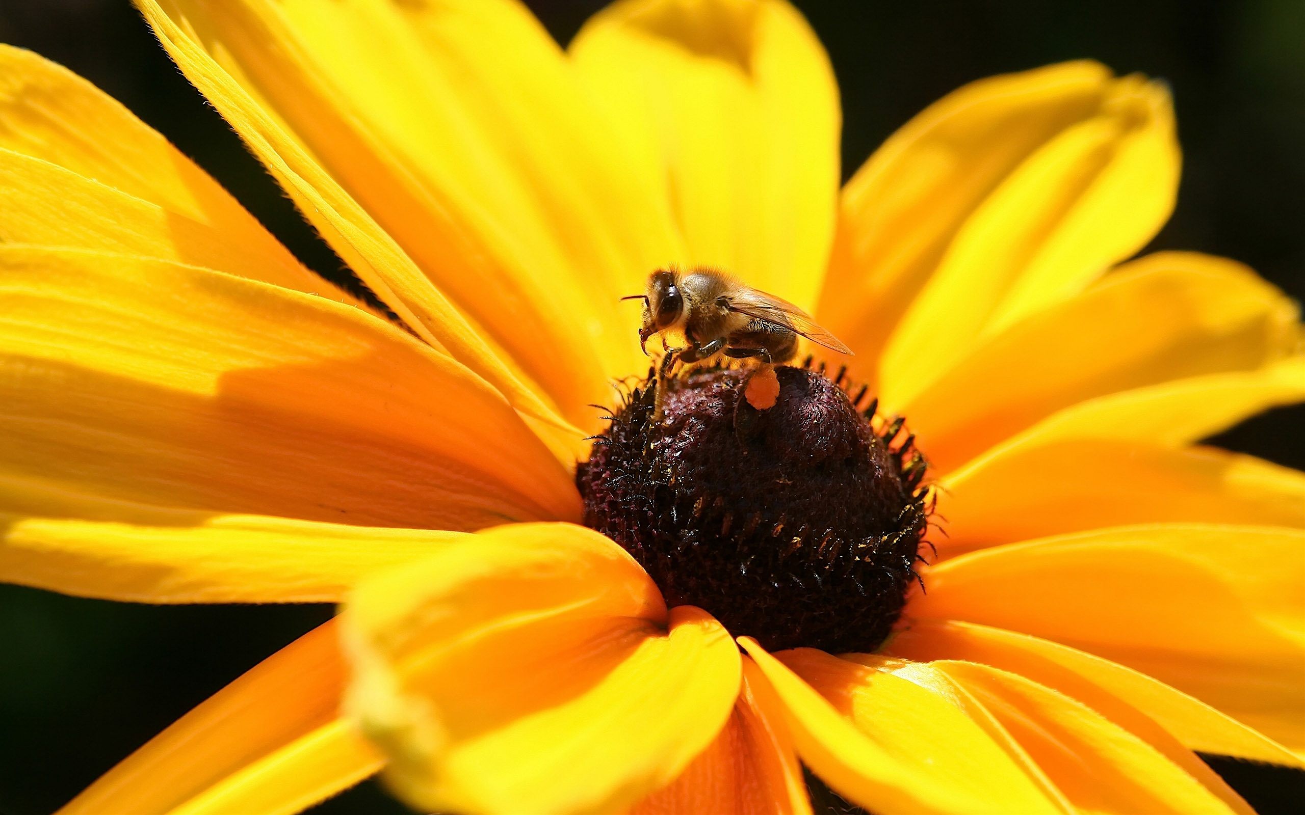 170995 descargar fondo de pantalla animales, abeja, insectos: protectores de pantalla e imágenes gratis