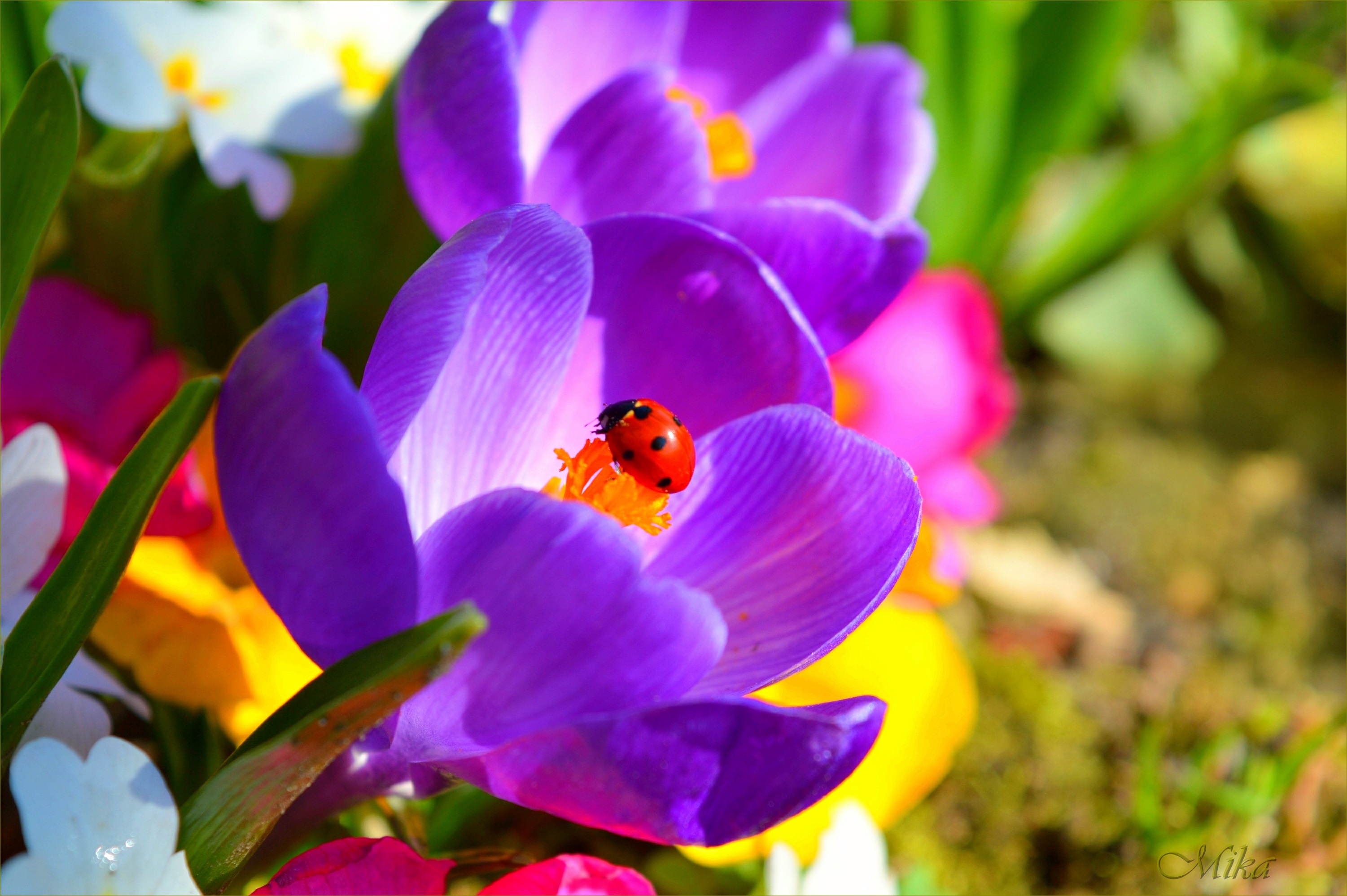 Download mobile wallpaper Macro, Insect, Animal, Ladybug, Crocus, Purple Flower for free.