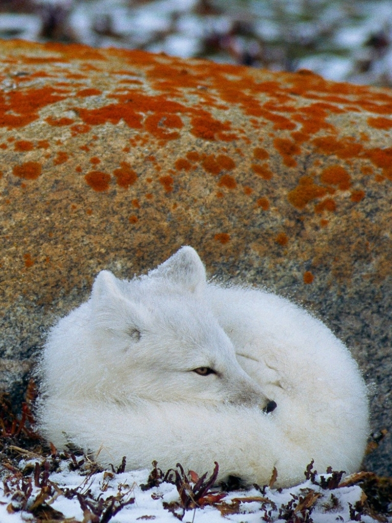 Download mobile wallpaper Dogs, Fox, Wolf, Animal, Arctic Fox for free.