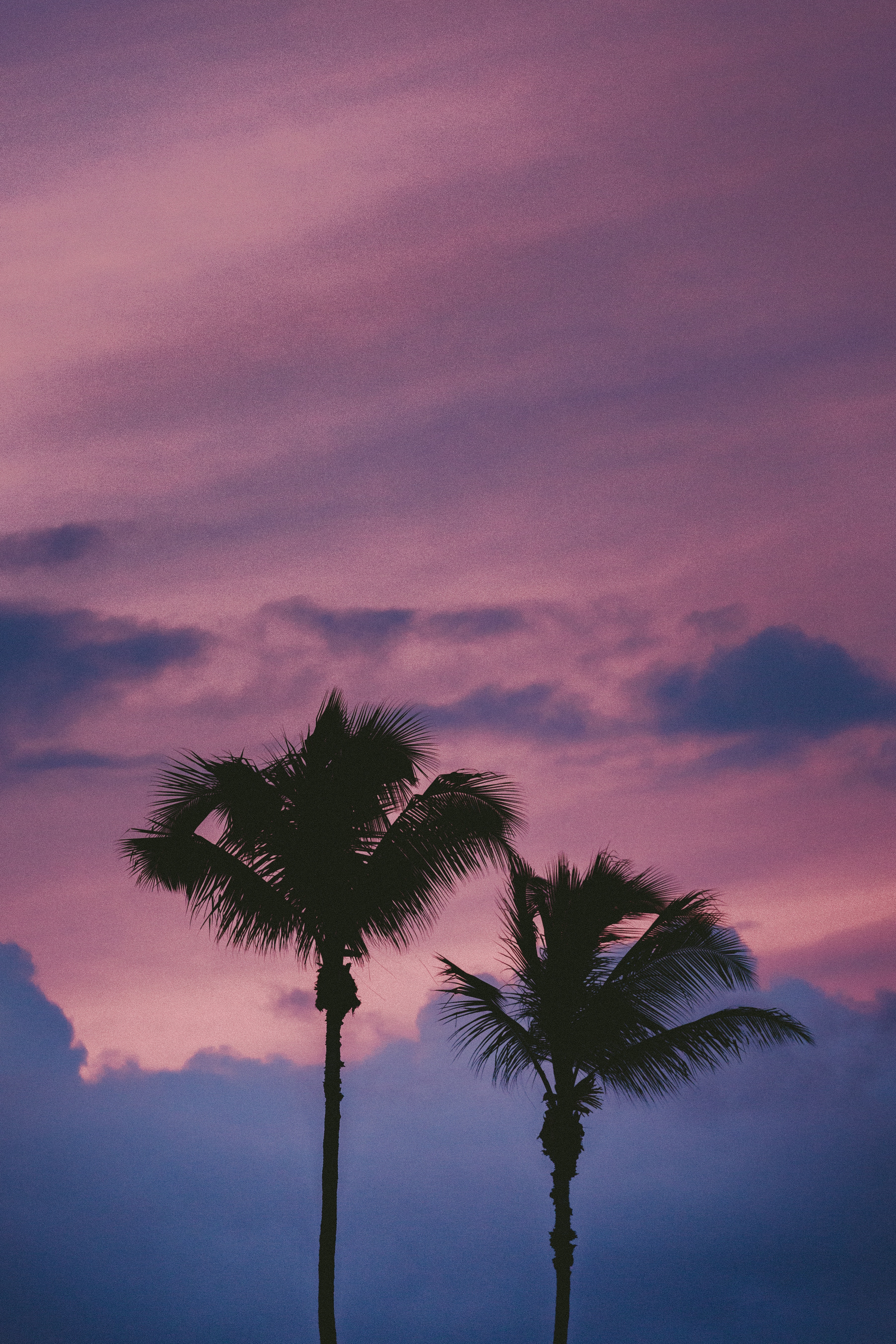Download mobile wallpaper Clouds, Trees, Sky, Nature, Palms for free.