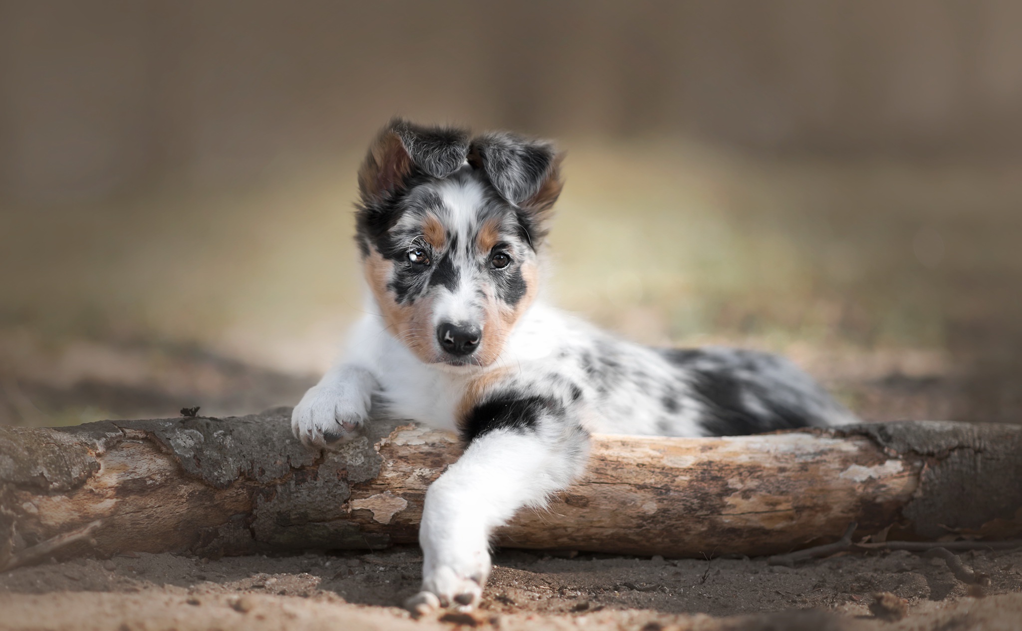 Laden Sie das Tiere, Hunde, Hund, Welpen, Australischer Hirte, Tierbaby-Bild kostenlos auf Ihren PC-Desktop herunter