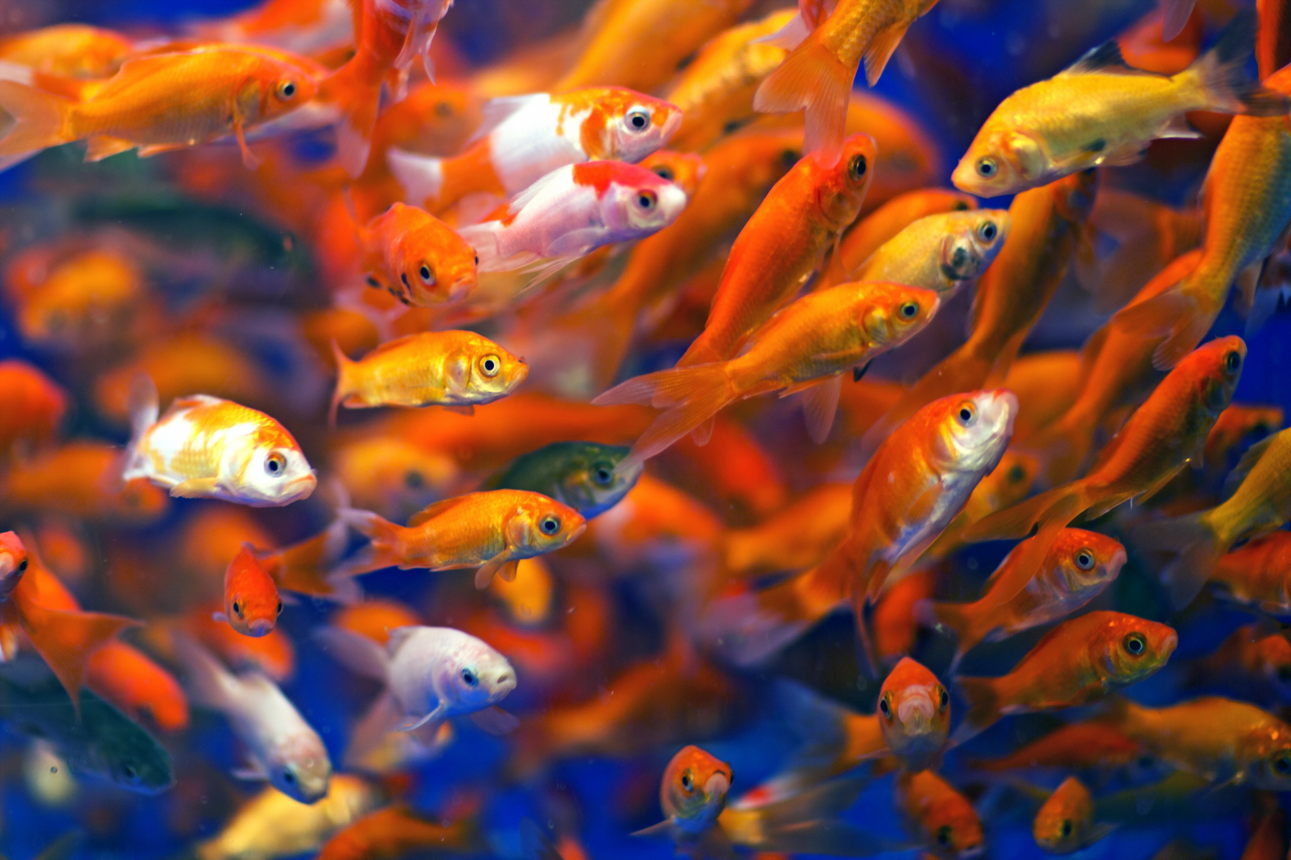Baixe gratuitamente a imagem Animais, Peixe, Peixe Dourado na área de trabalho do seu PC