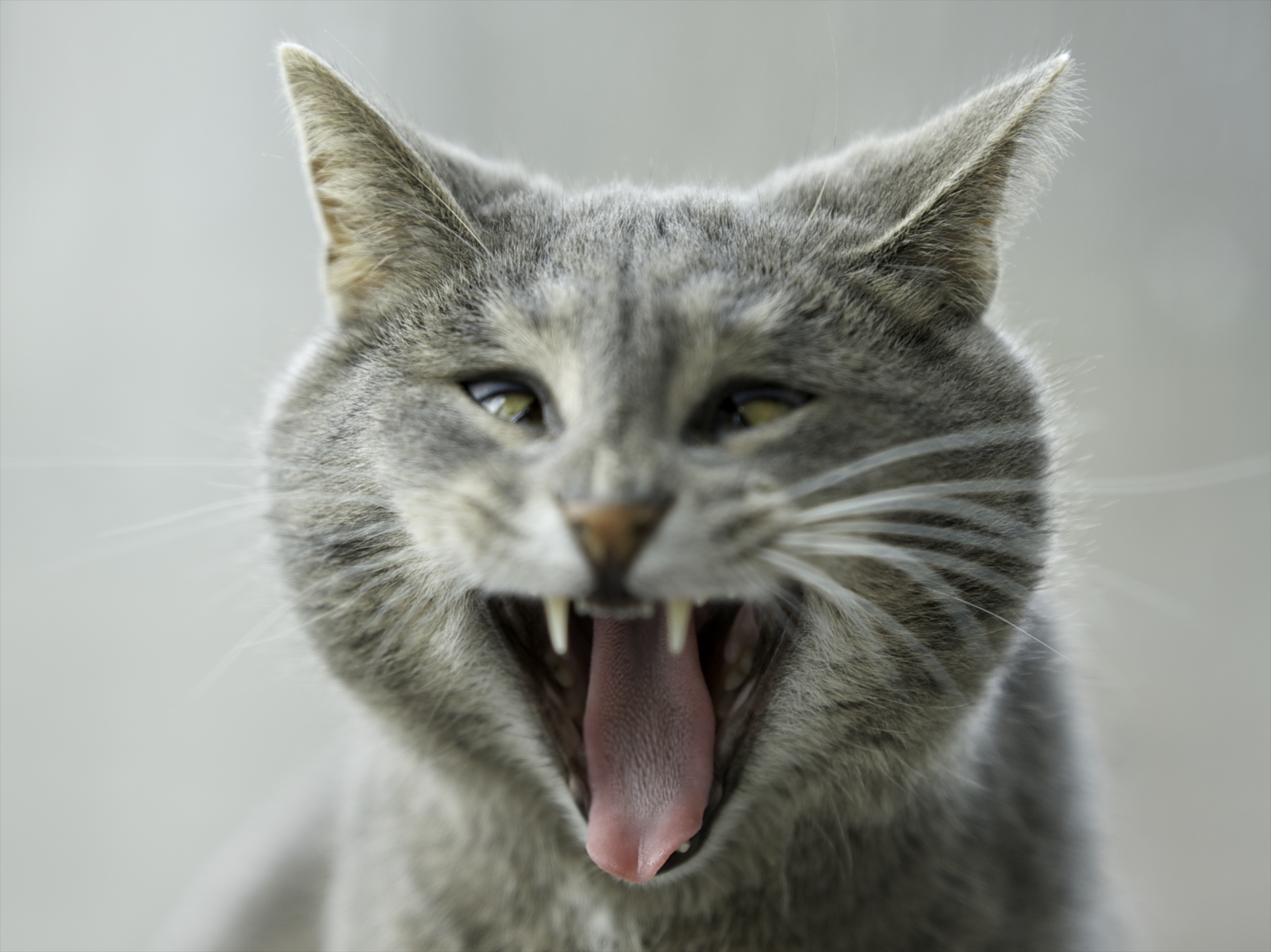 Laden Sie das Aggression, Tiere, Der Kater, Cool, Katze-Bild kostenlos auf Ihren PC-Desktop herunter