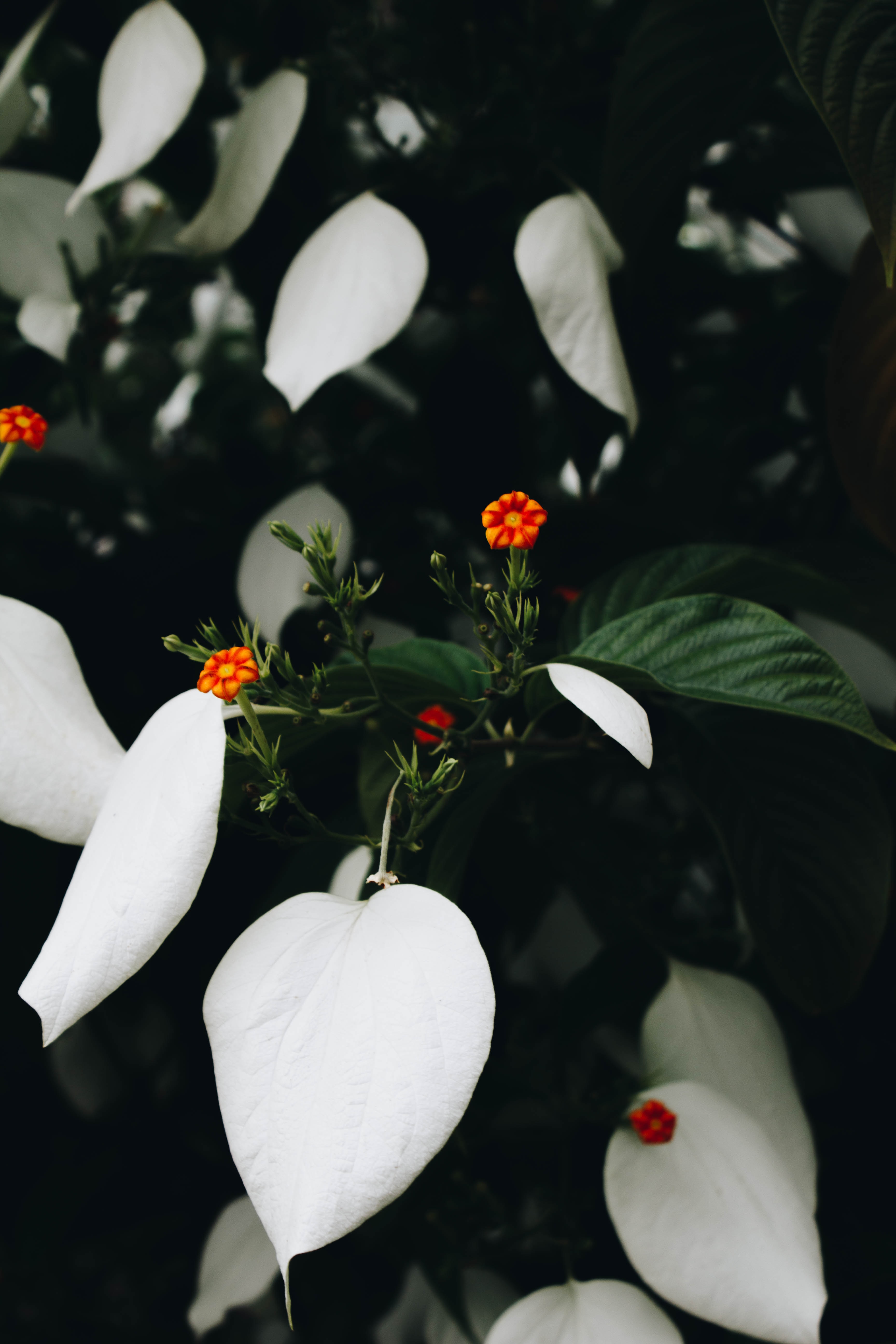 Завантажити шпалери безкоштовно Рослина, Квітка, Квіти, Листя, Цвітіння картинка на робочий стіл ПК