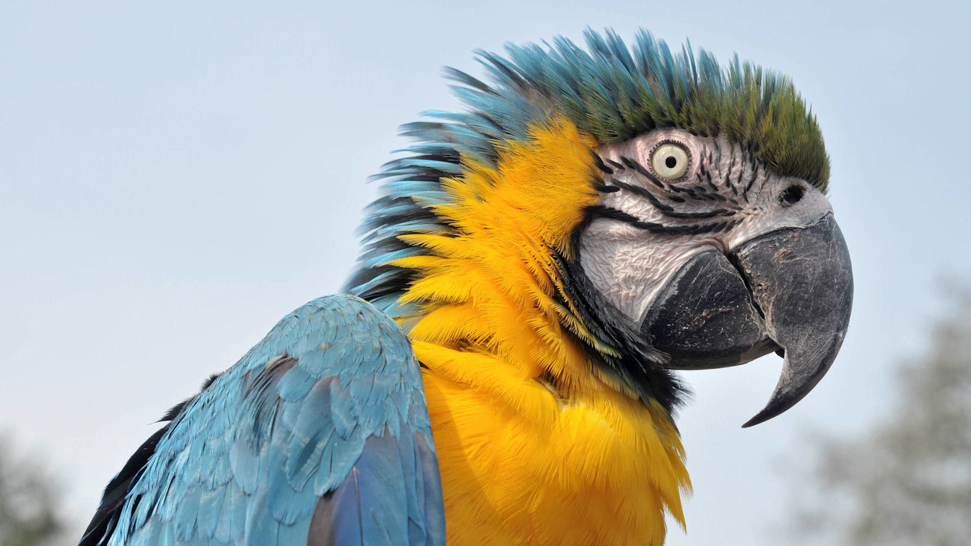 Download mobile wallpaper Blue And Yellow Macaw, Birds, Animal for free.