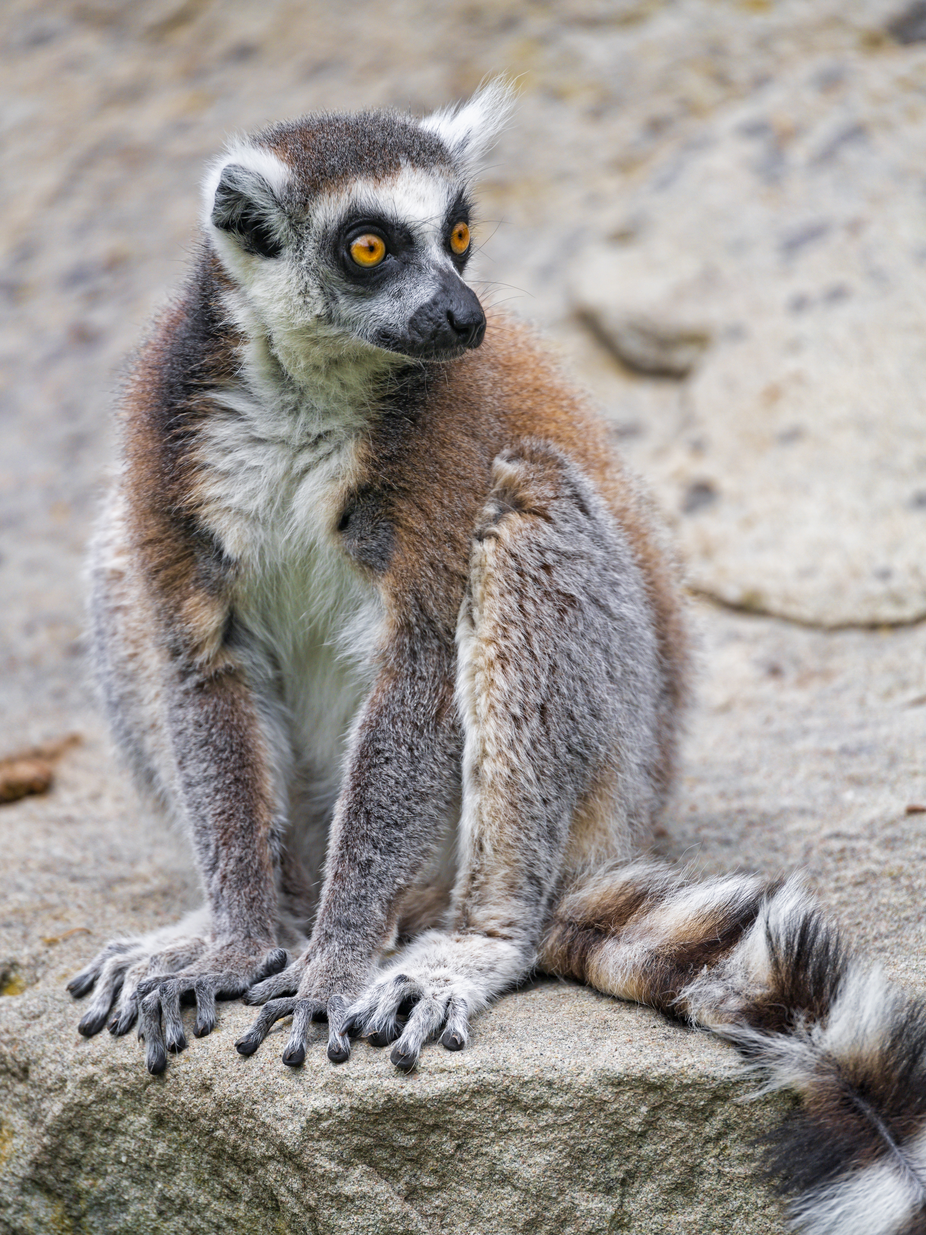 127889 Hintergrundbild herunterladen tier, lemur, tiere, flauschige, sicht, meinung - Bildschirmschoner und Bilder kostenlos