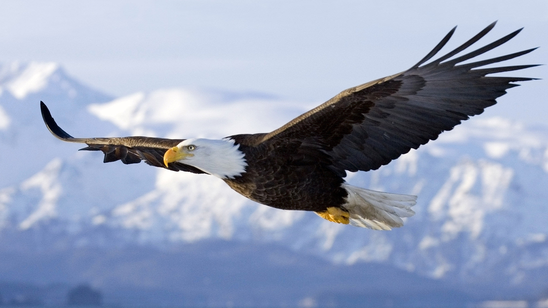 249948 descargar imagen águila calva, aves, animales: fondos de pantalla y protectores de pantalla gratis