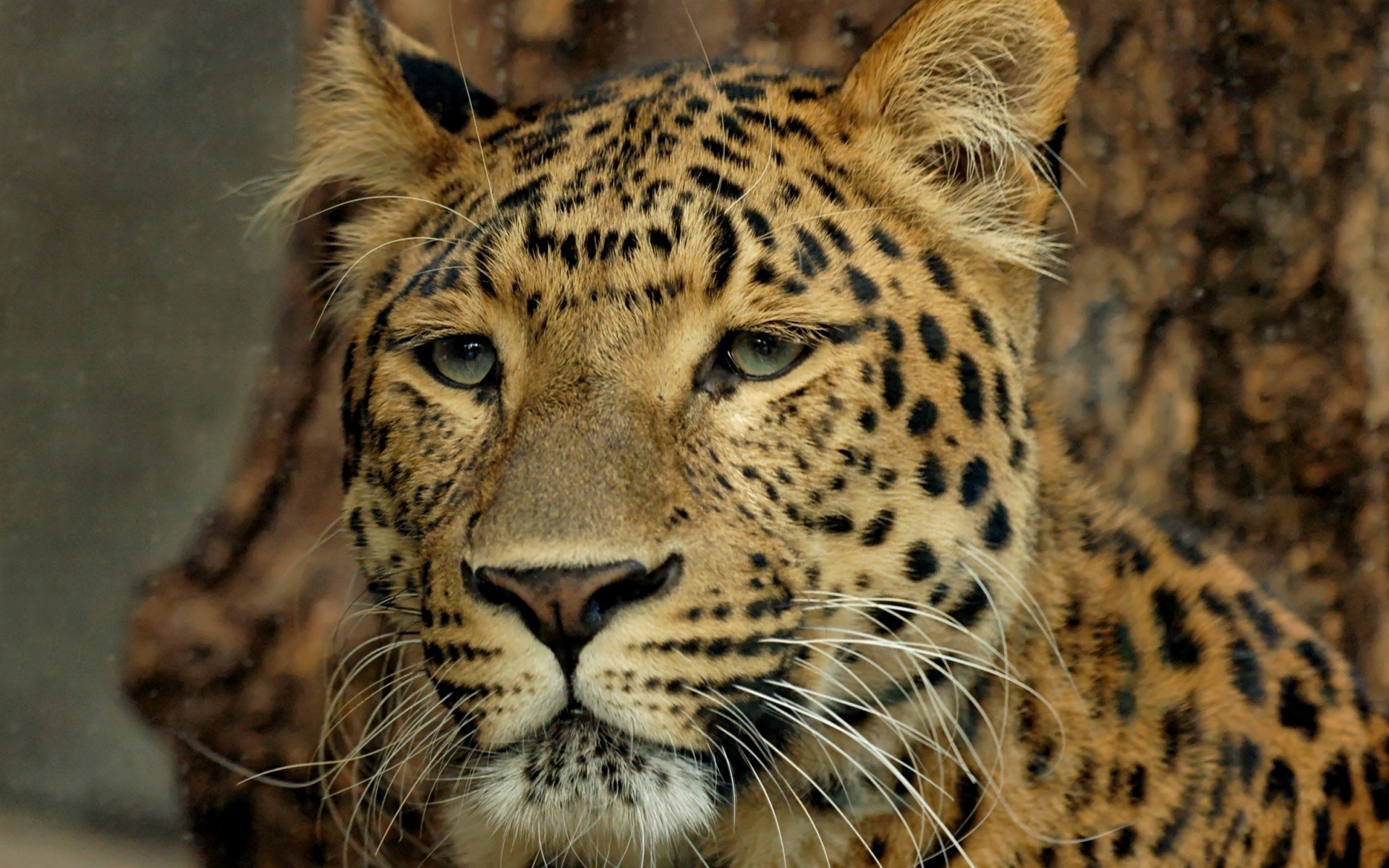 Descarga gratuita de fondo de pantalla para móvil de Leopardo, Gatos, Animales.