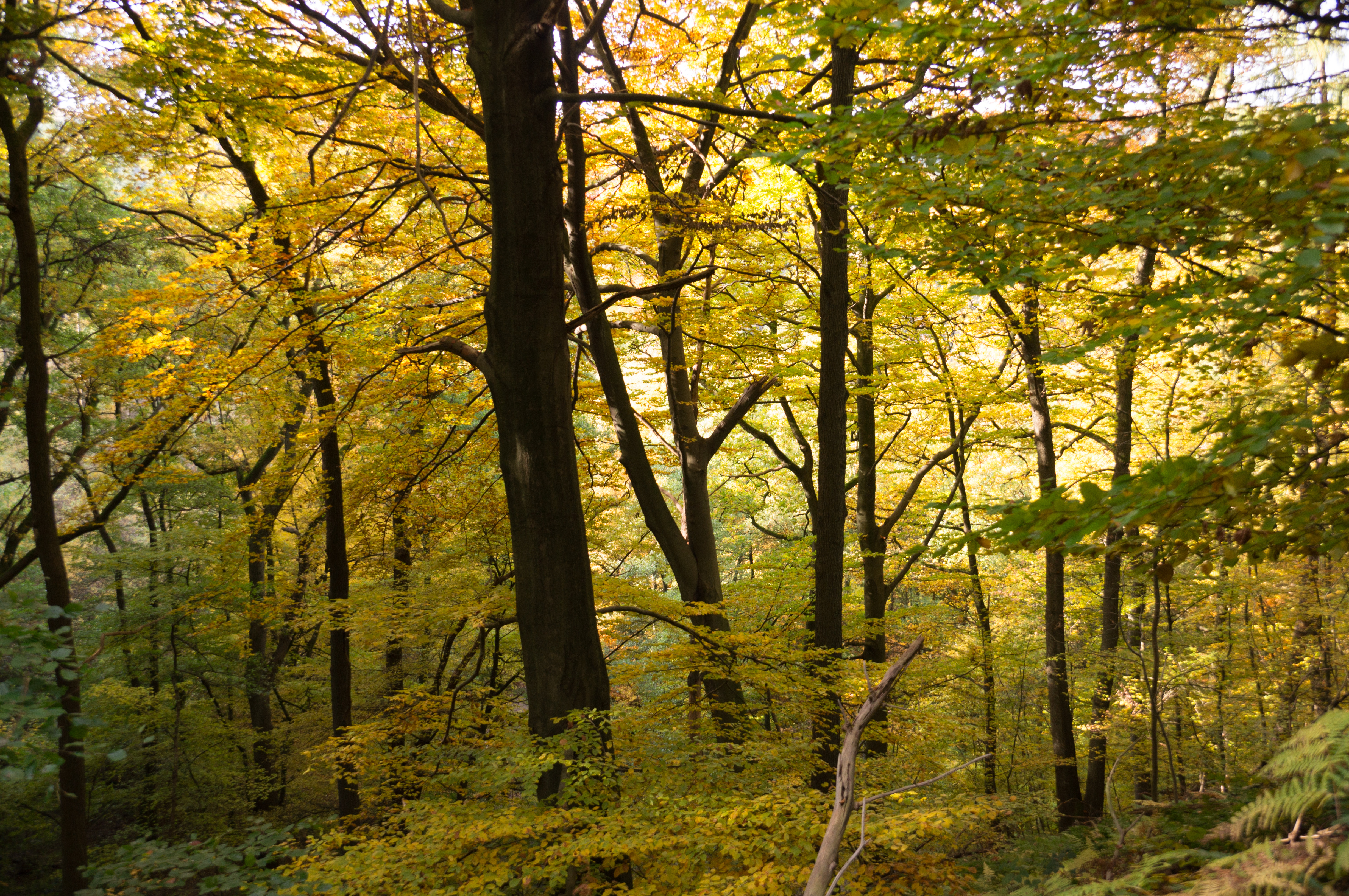 Baixe gratuitamente a imagem Natureza, Árvores, Outono, Floresta, Galhos, Ramos na área de trabalho do seu PC