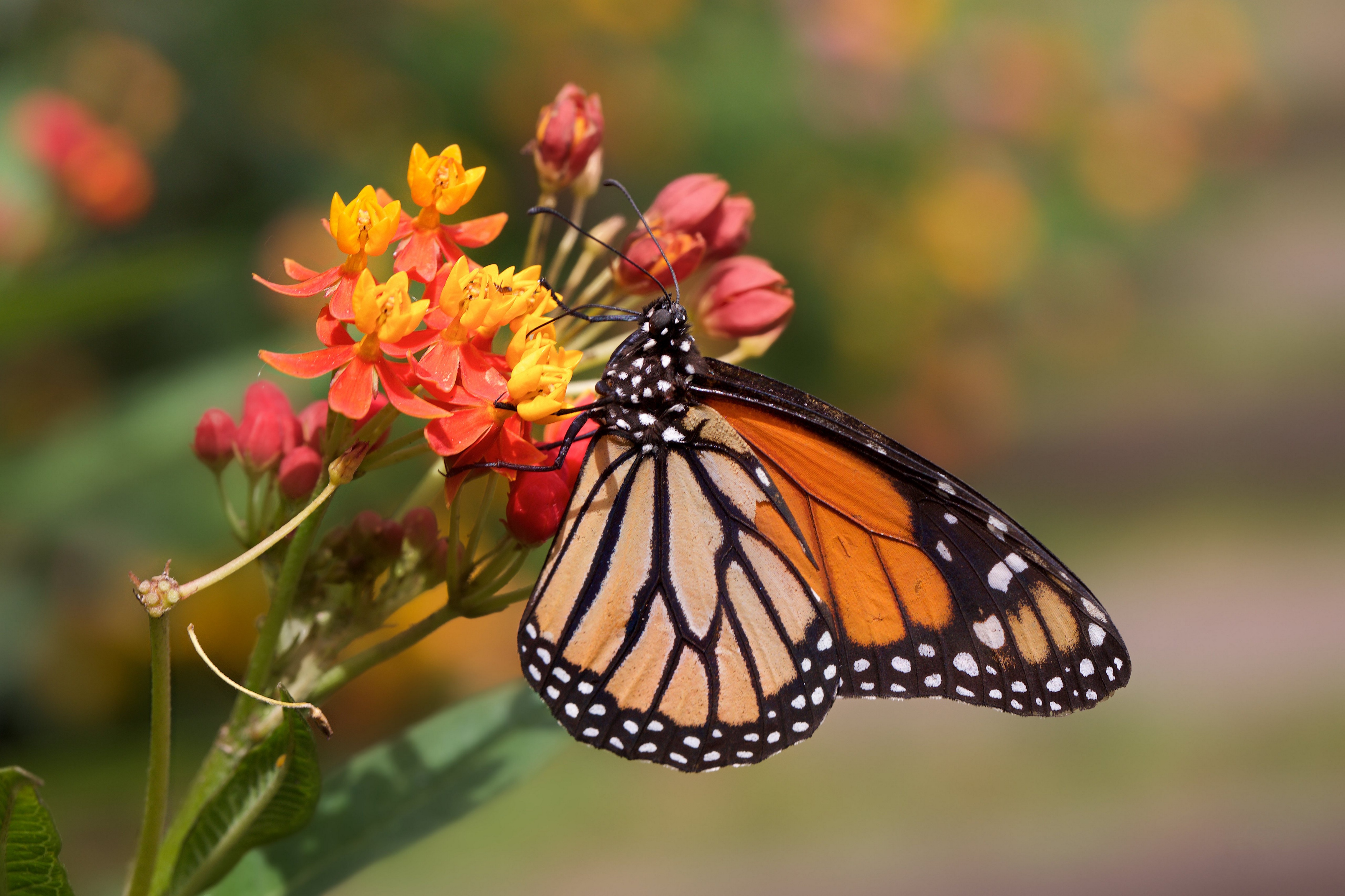 Descarga gratuita de fondo de pantalla para móvil de Animales, Flor, Insecto, Mariposa, Macrofotografía.