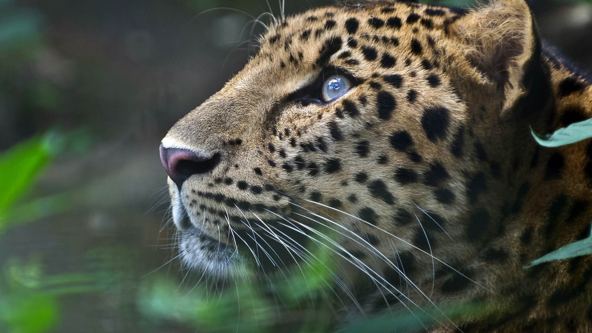 Descarga gratuita de fondo de pantalla para móvil de Animales, Gatos, Leopardo.