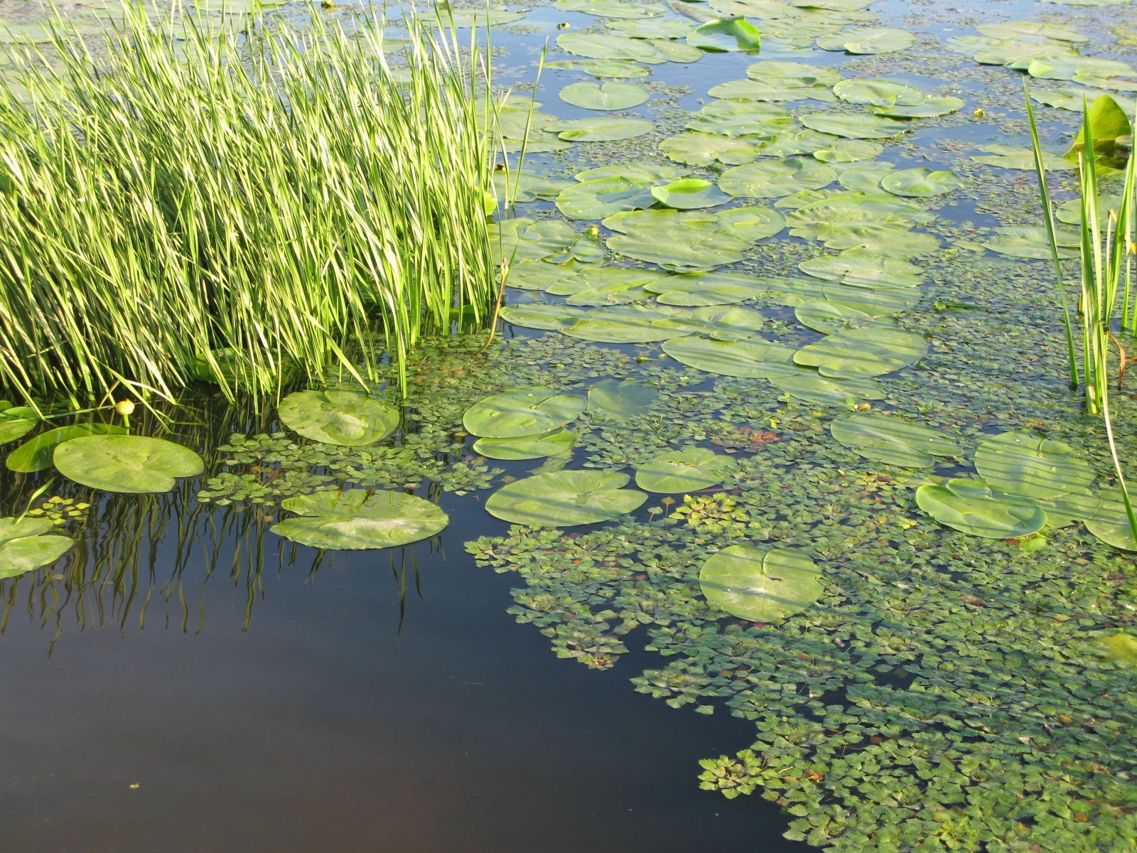 Laden Sie das Wasser, Landschaft, Lilien-Bild kostenlos auf Ihren PC-Desktop herunter