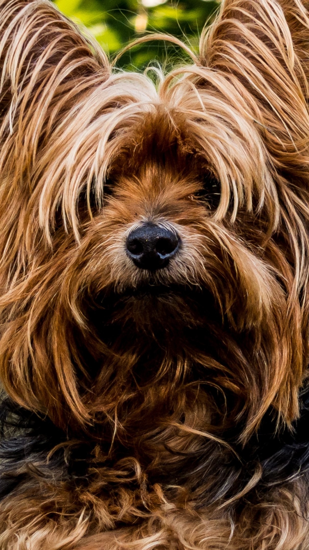 Скачати мобільні шпалери Собаки, Пес, Тварина, Йоркширський Тер'єр безкоштовно.