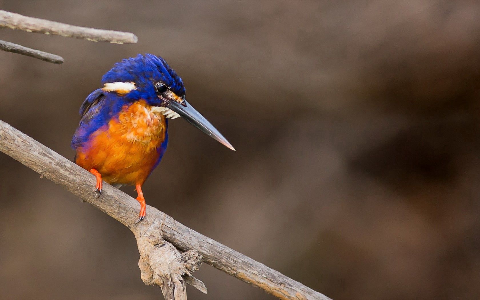 Descarga gratuita de fondo de pantalla para móvil de Naturaleza, Pájaro, Animales, Fondo.