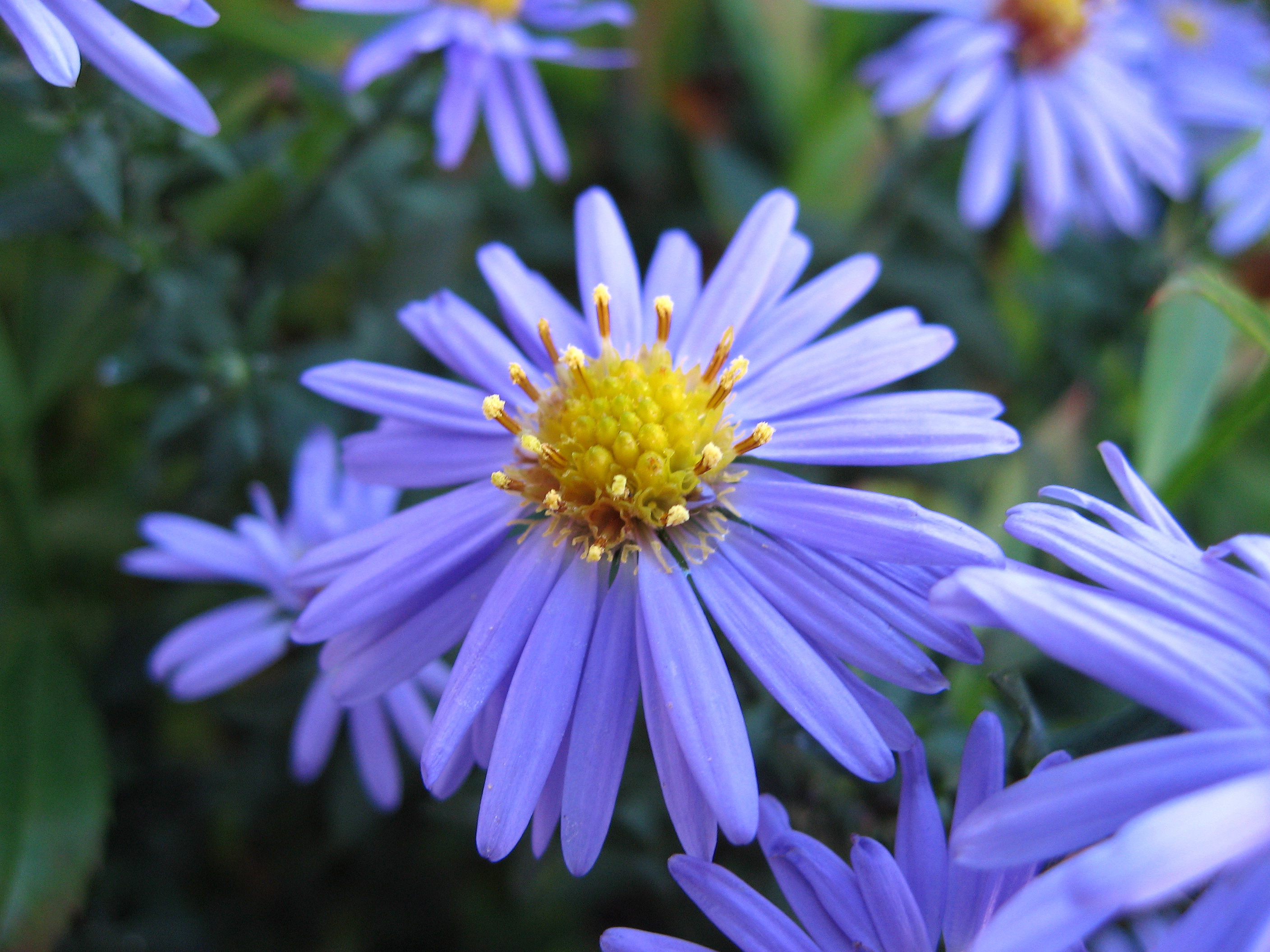 Laden Sie das Natur, Blumen, Blume, Gänseblümchen, Lila Blume, Erde/natur-Bild kostenlos auf Ihren PC-Desktop herunter