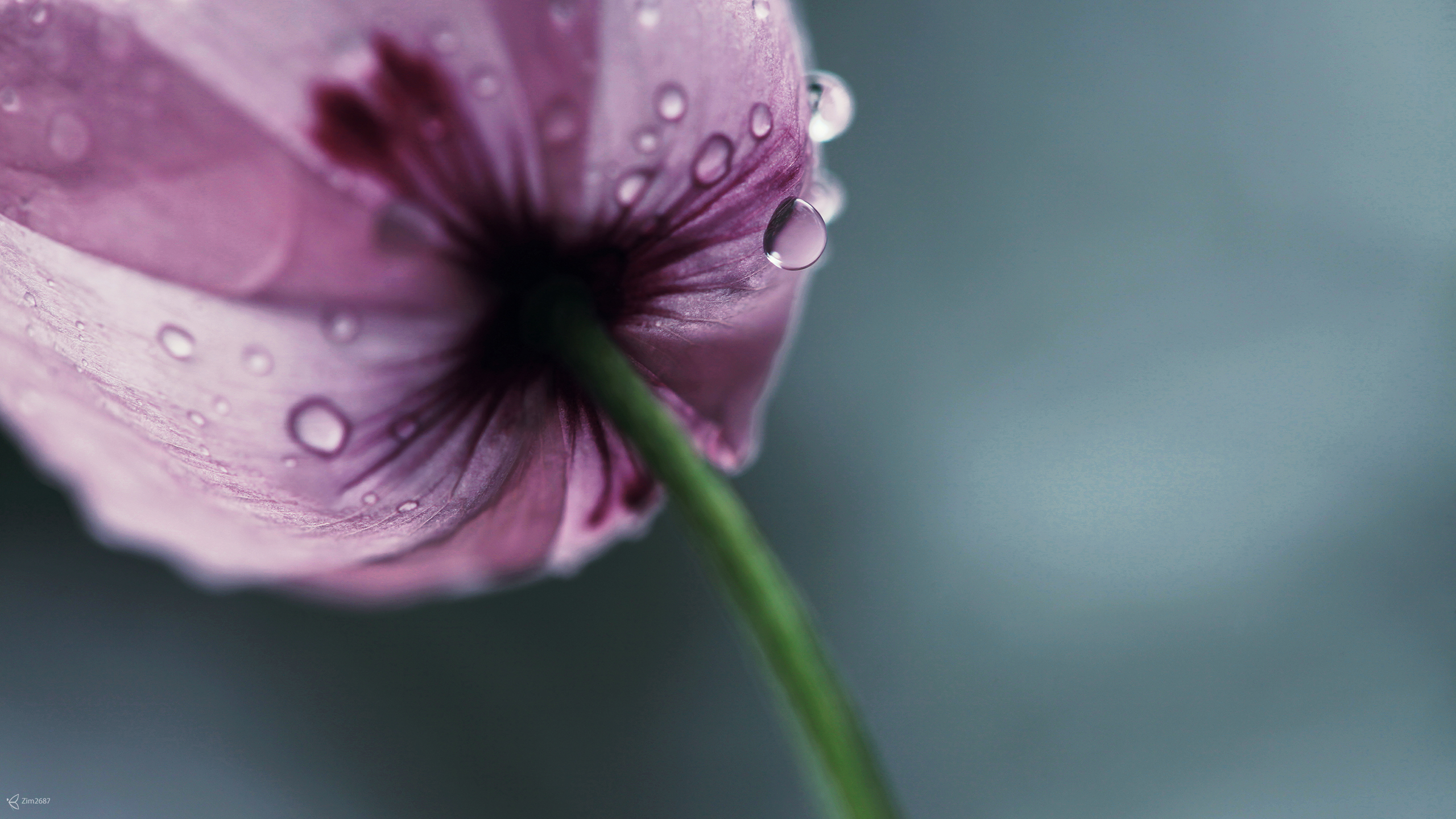Download mobile wallpaper Water Drop, Tulip, Flowers, Flower, Earth for free.