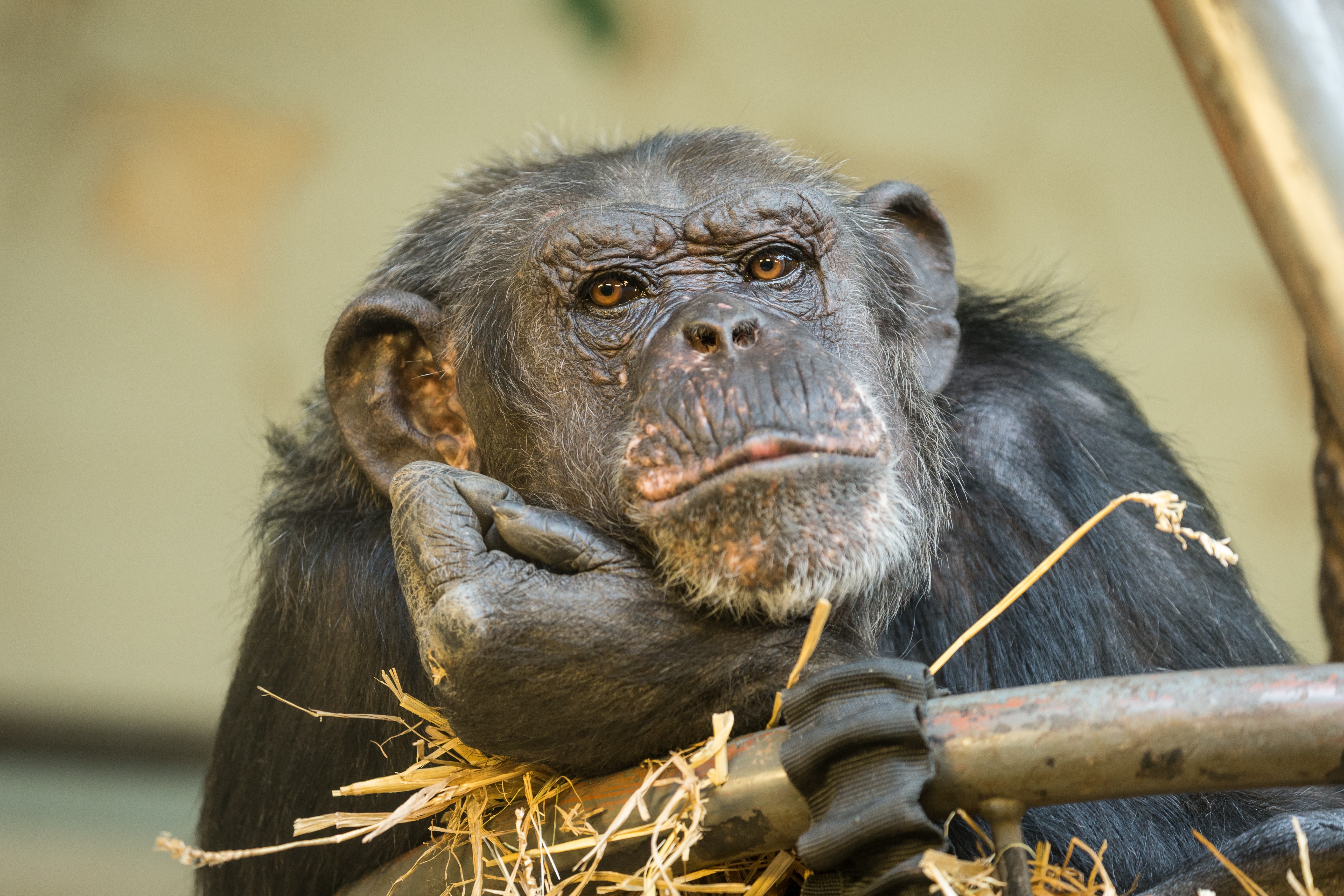 Завантажити шпалери безкоштовно Мавпи, Мавпа, Тварина, Примат, Шимпанзе картинка на робочий стіл ПК