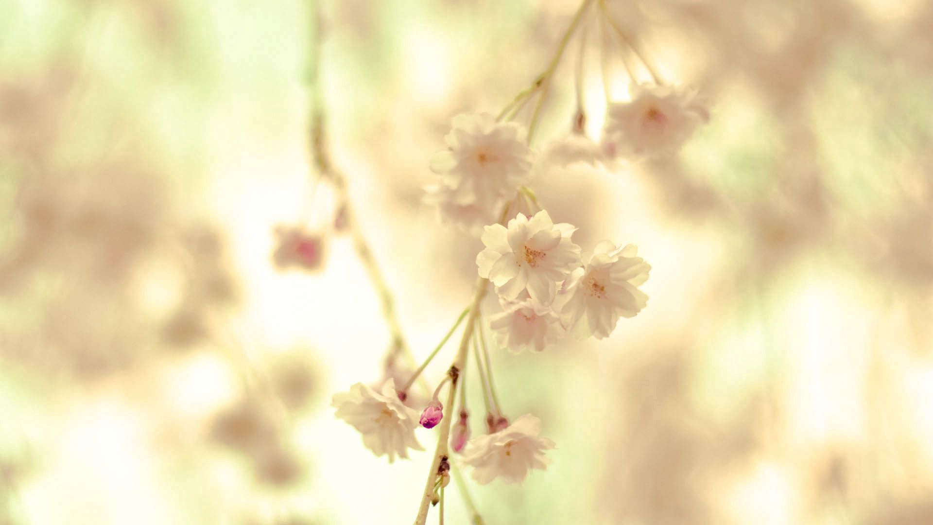 Download mobile wallpaper Branch, Flowers, Macro, Light Coloured, Light for free.