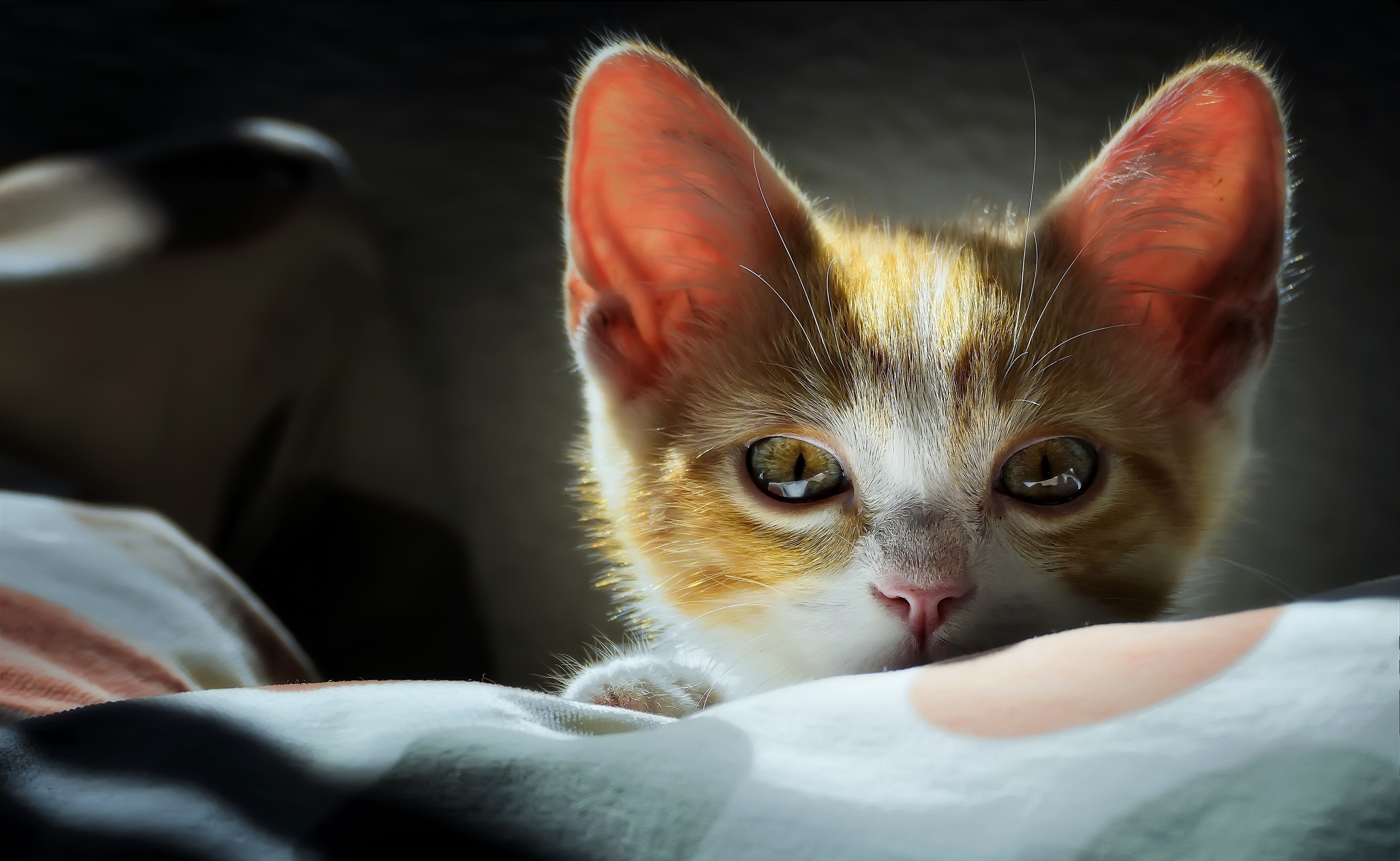 Laden Sie das Tiere, Katzen, Katze, Kätzchen, Schnauze-Bild kostenlos auf Ihren PC-Desktop herunter