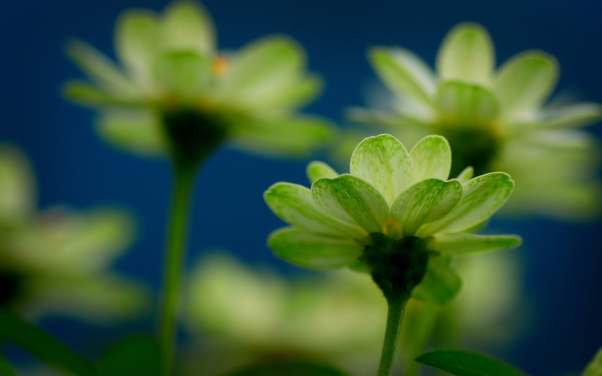 Descarga gratuita de fondo de pantalla para móvil de Flores, Flor, Tierra/naturaleza.