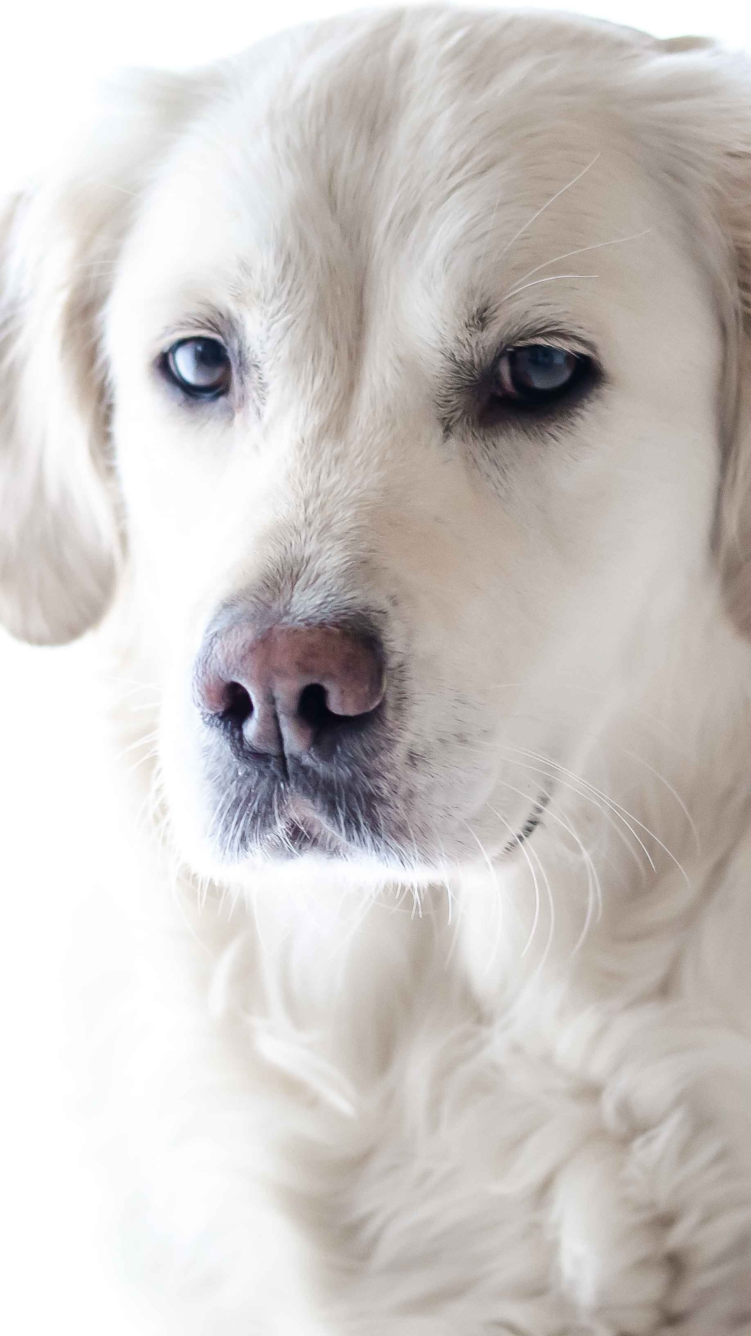 Download mobile wallpaper Dogs, Dog, Muzzle, Animal, Golden Retriever for free.