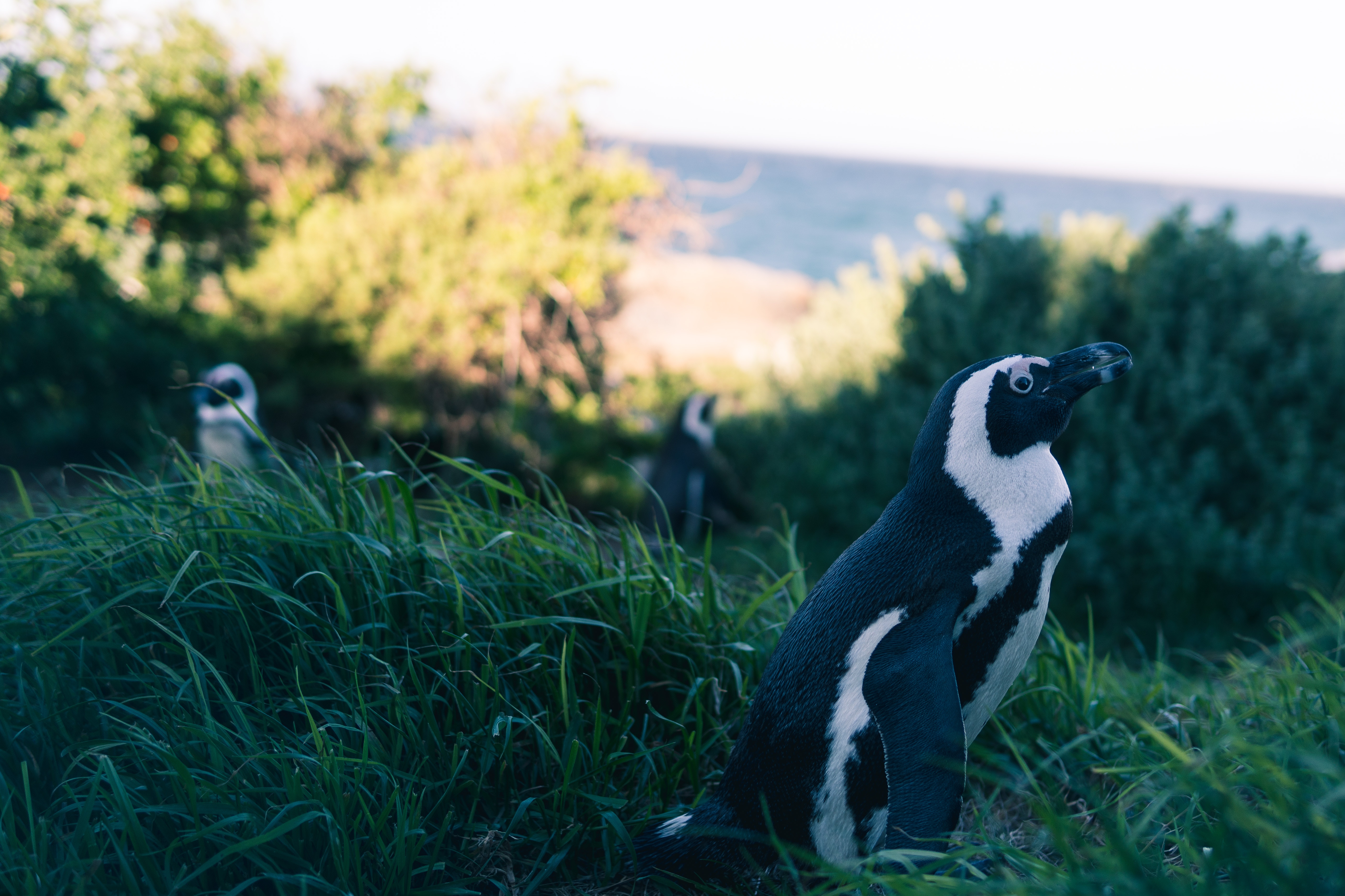 150077 скачать обои пингвин, животные, трава, небо, размытость - заставки и картинки бесплатно