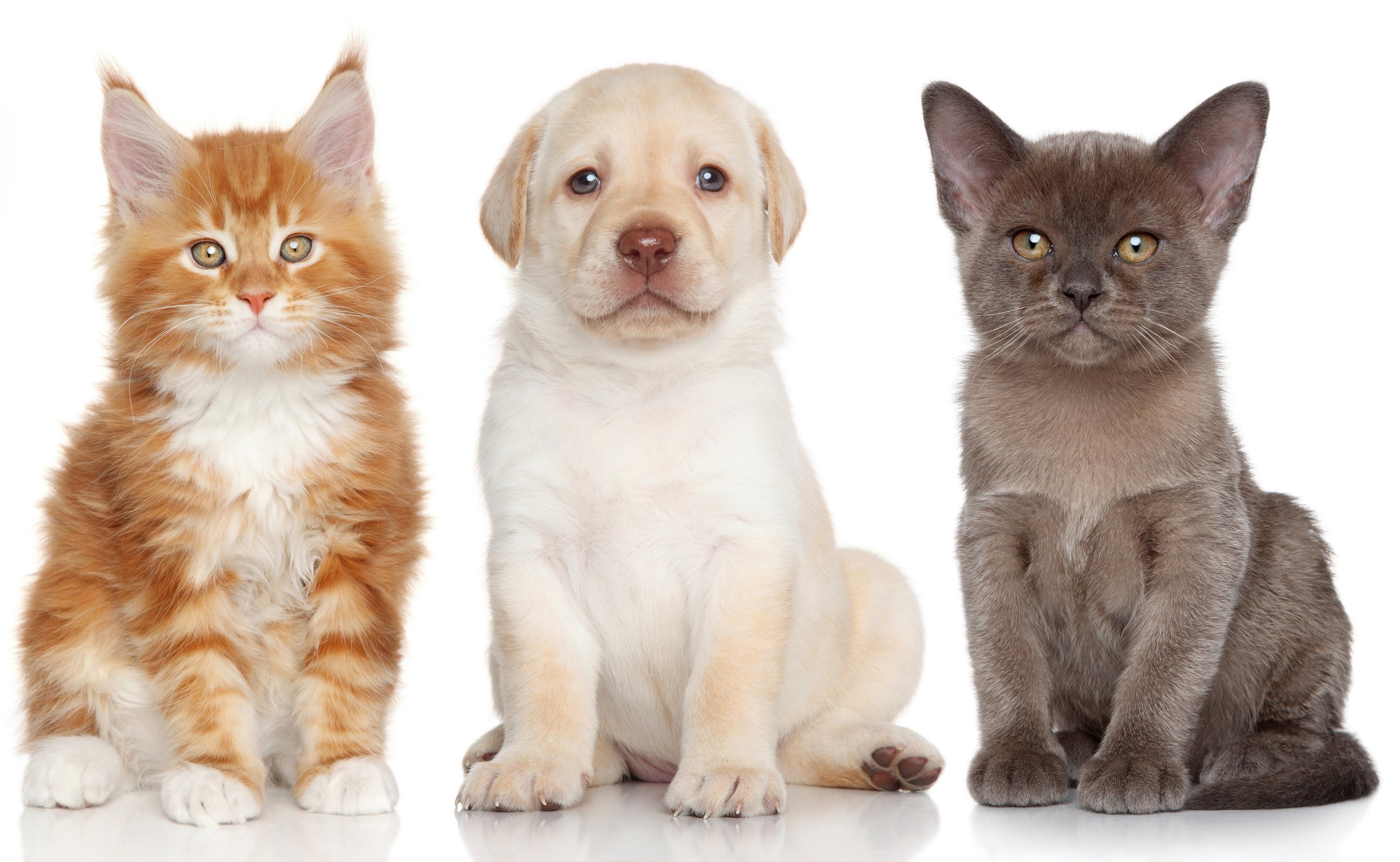 Laden Sie das Tiere, Kätzchen, Süß, Welpen, Katz & Hund-Bild kostenlos auf Ihren PC-Desktop herunter