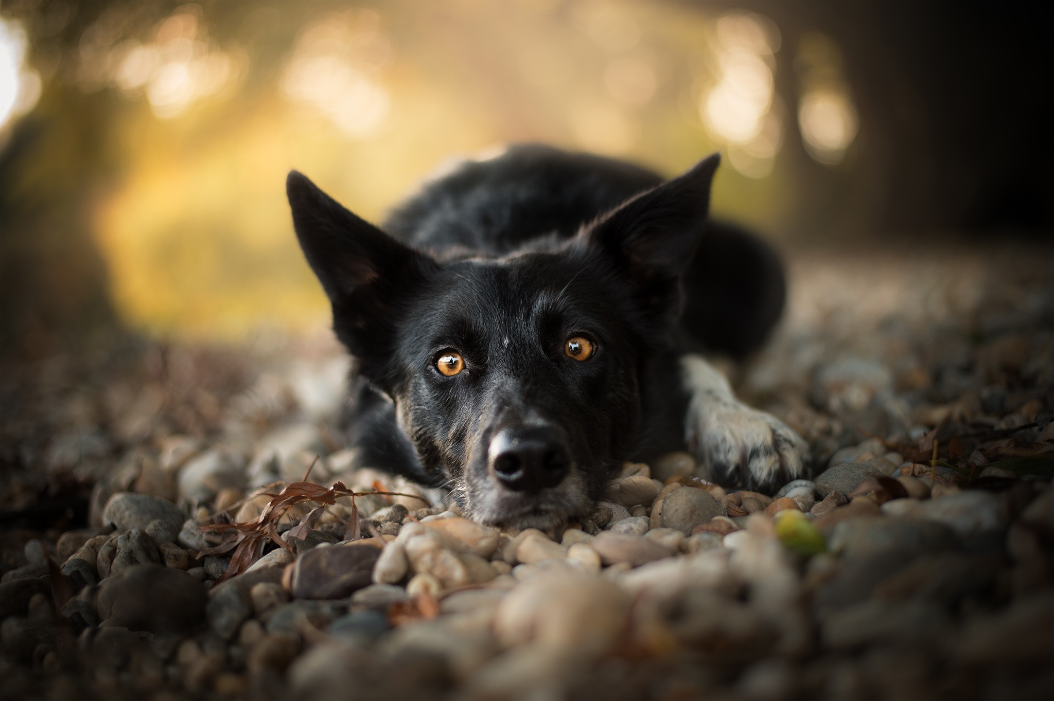 Download mobile wallpaper Dogs, Dog, Muzzle, Stone, Animal, Resting, Stare, Depth Of Field for free.