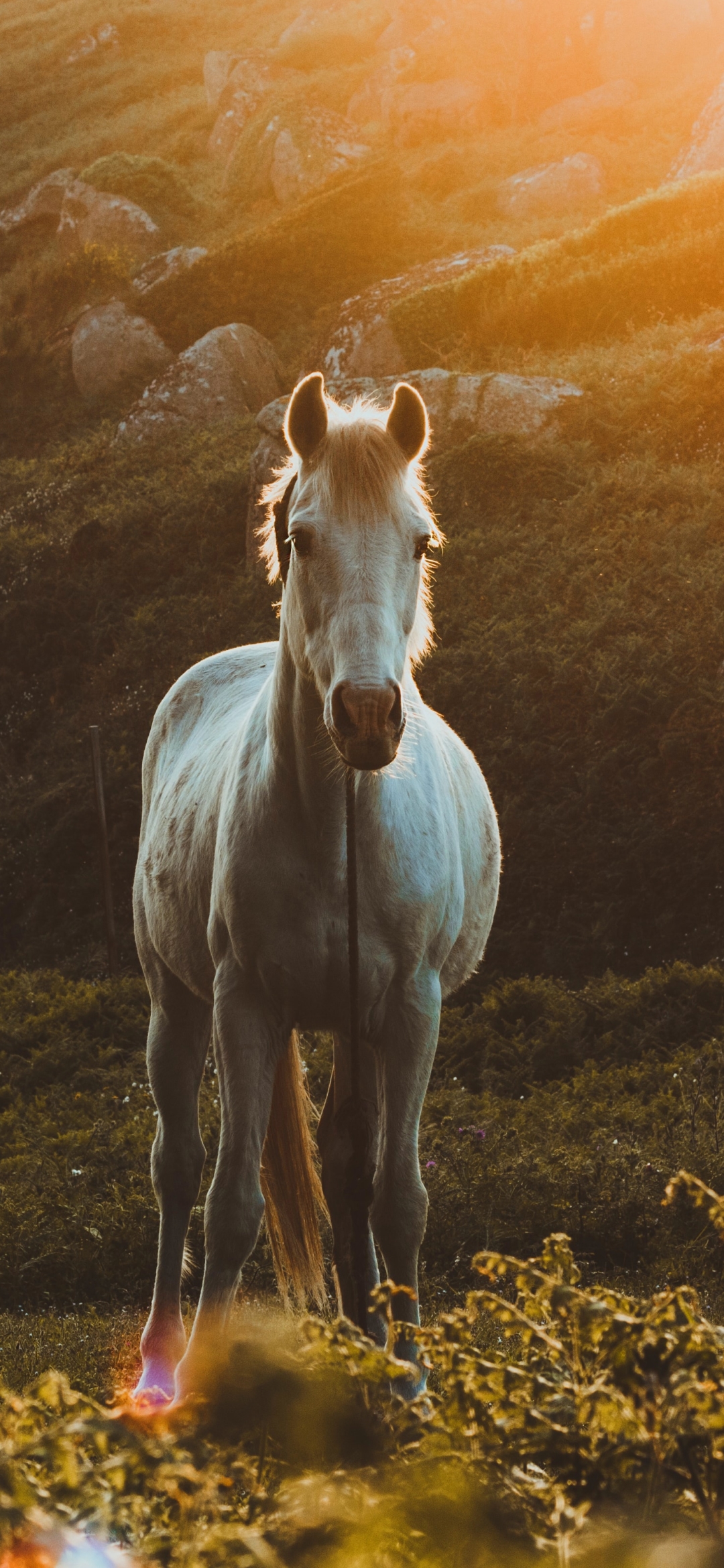 Descarga gratuita de fondo de pantalla para móvil de Animales, Caballo.