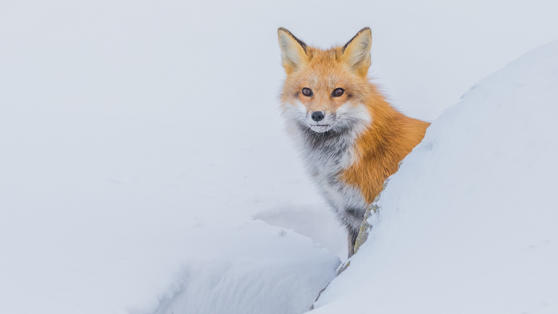 Descarga gratis la imagen Animales, Invierno, Nieve, Zorro en el escritorio de tu PC