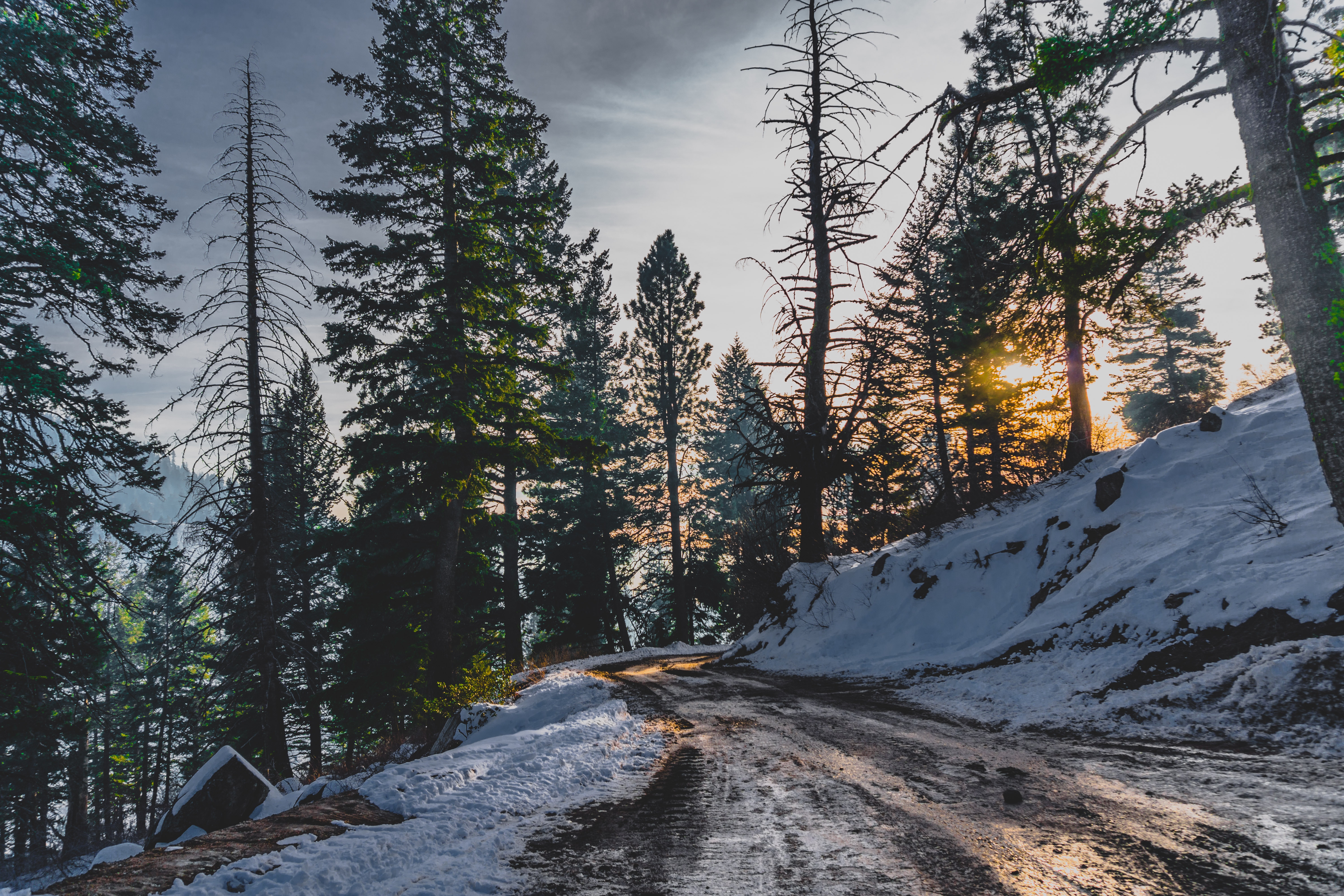 Descarga gratuita de fondo de pantalla para móvil de Naturaleza, Nieve, Camino, Invierno, Árboles.