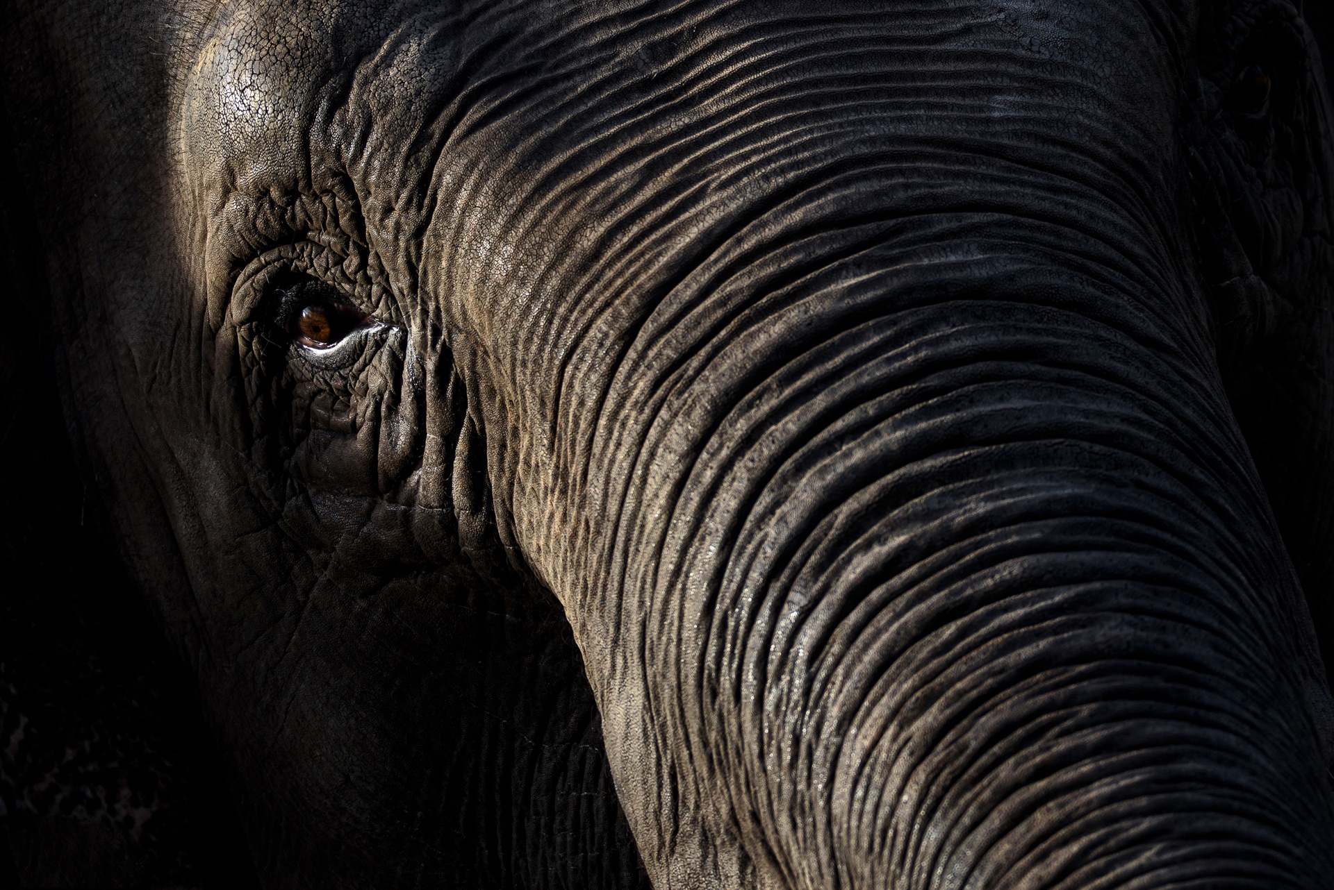 Download mobile wallpaper Elephants, Close Up, Animal, Asian Elephant for free.