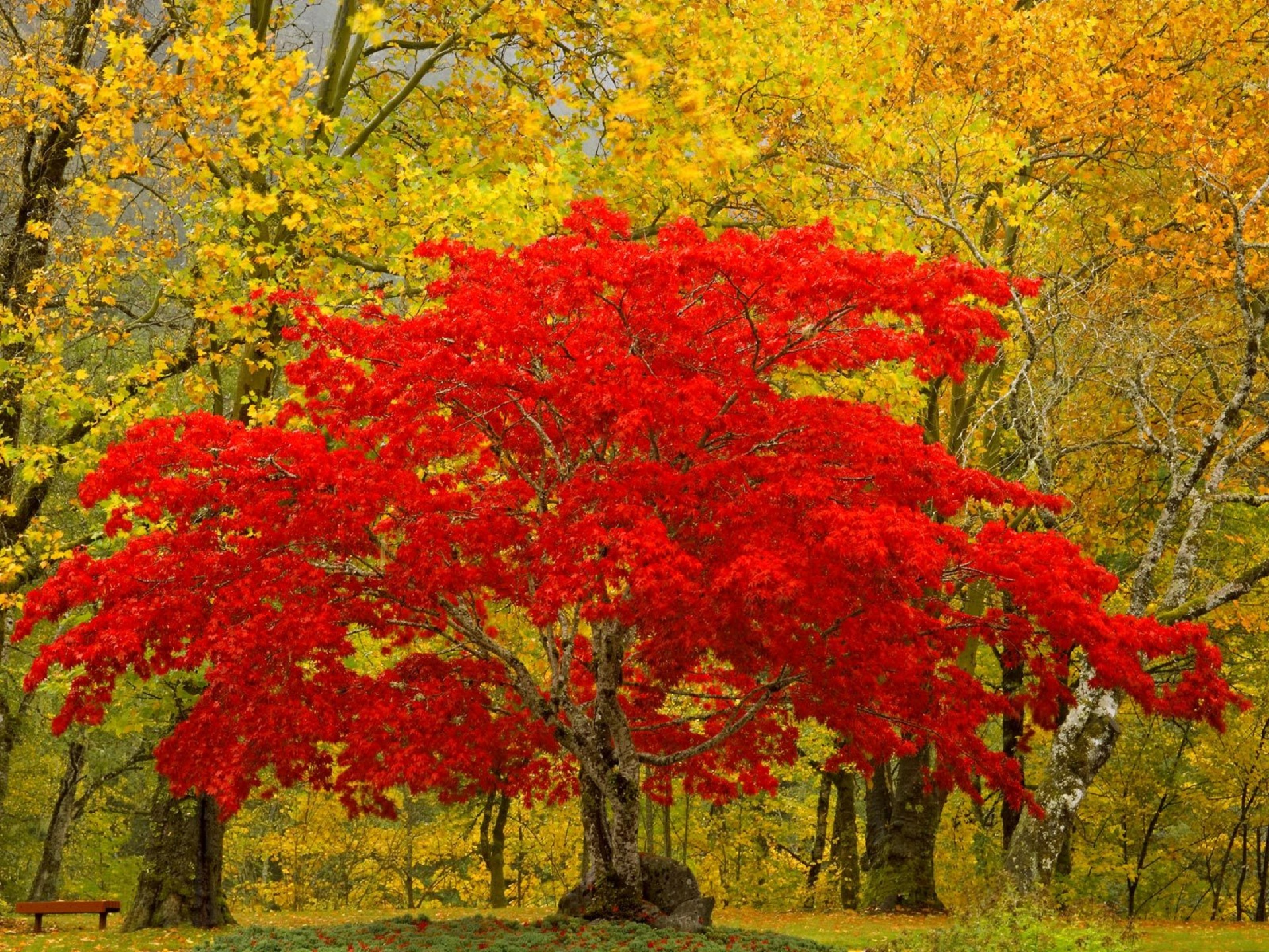 163891壁紙のダウンロード地球, 風光明媚な, 秋, 風景, ニューハレム, 木, ワシントン-スクリーンセーバーと写真を無料で