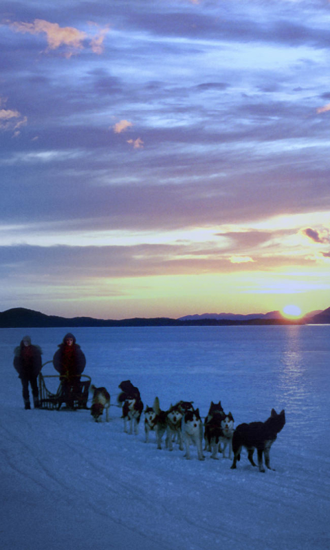 Handy-Wallpaper Tiere, Hunde, Schlittenhund kostenlos herunterladen.