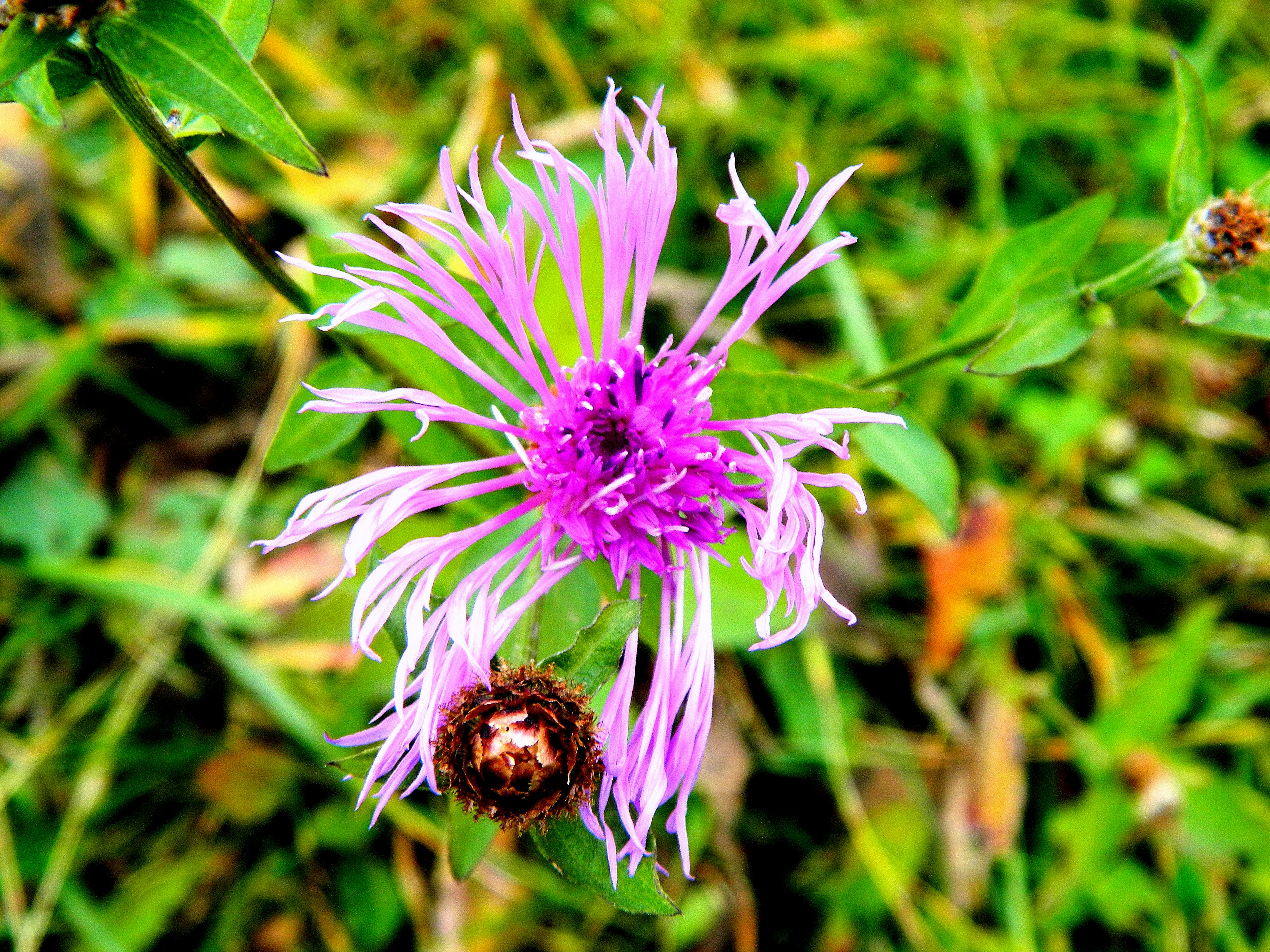 Descarga gratis la imagen Flores, Flor, Tierra/naturaleza en el escritorio de tu PC