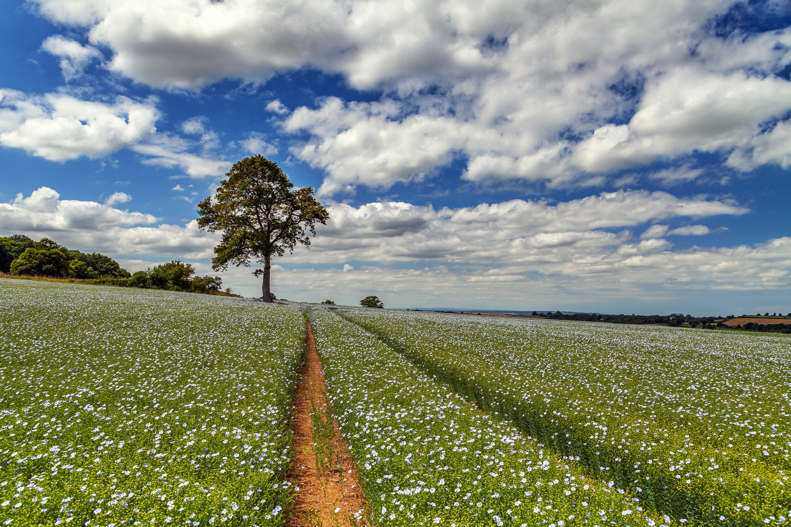 Download mobile wallpaper Landscape, Nature, Tree, Earth, Field, White Flower, Lonely Tree for free.