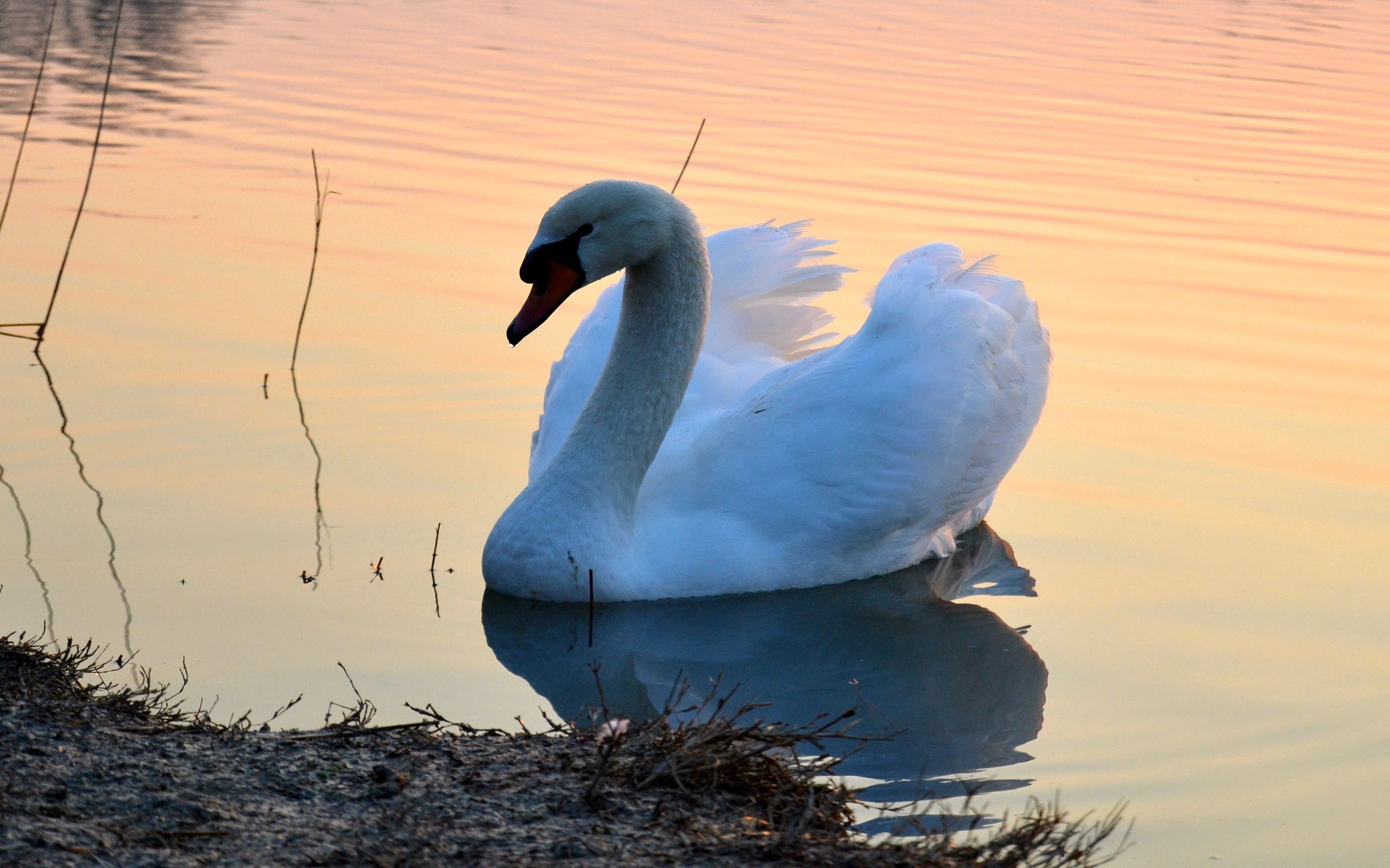 Free download wallpaper Sunset, Lake, Bird, Swan, Animals on your PC desktop