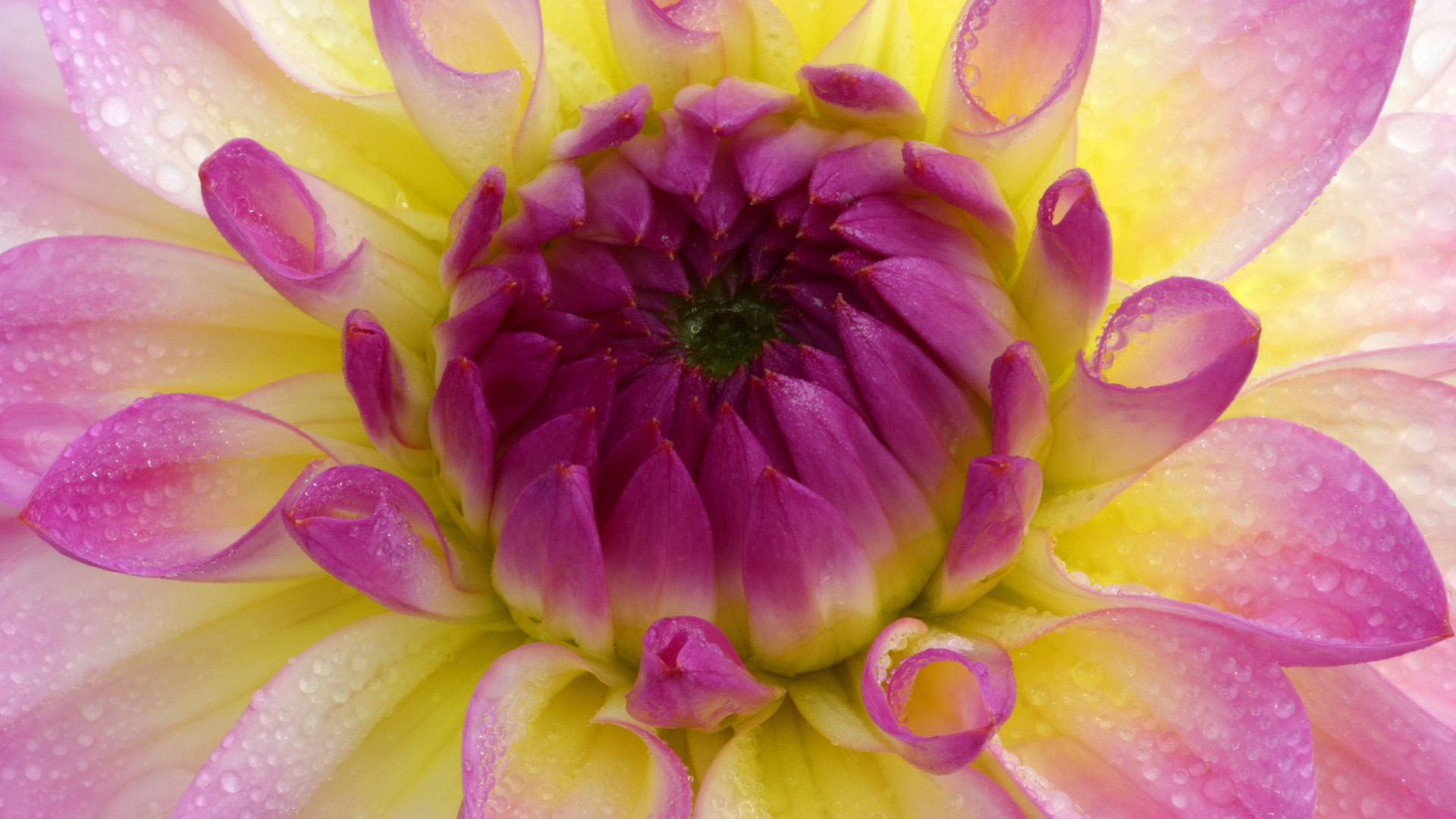 Téléchargez gratuitement l'image Fleurs, Fleur, Dahlia, Terre/nature sur le bureau de votre PC