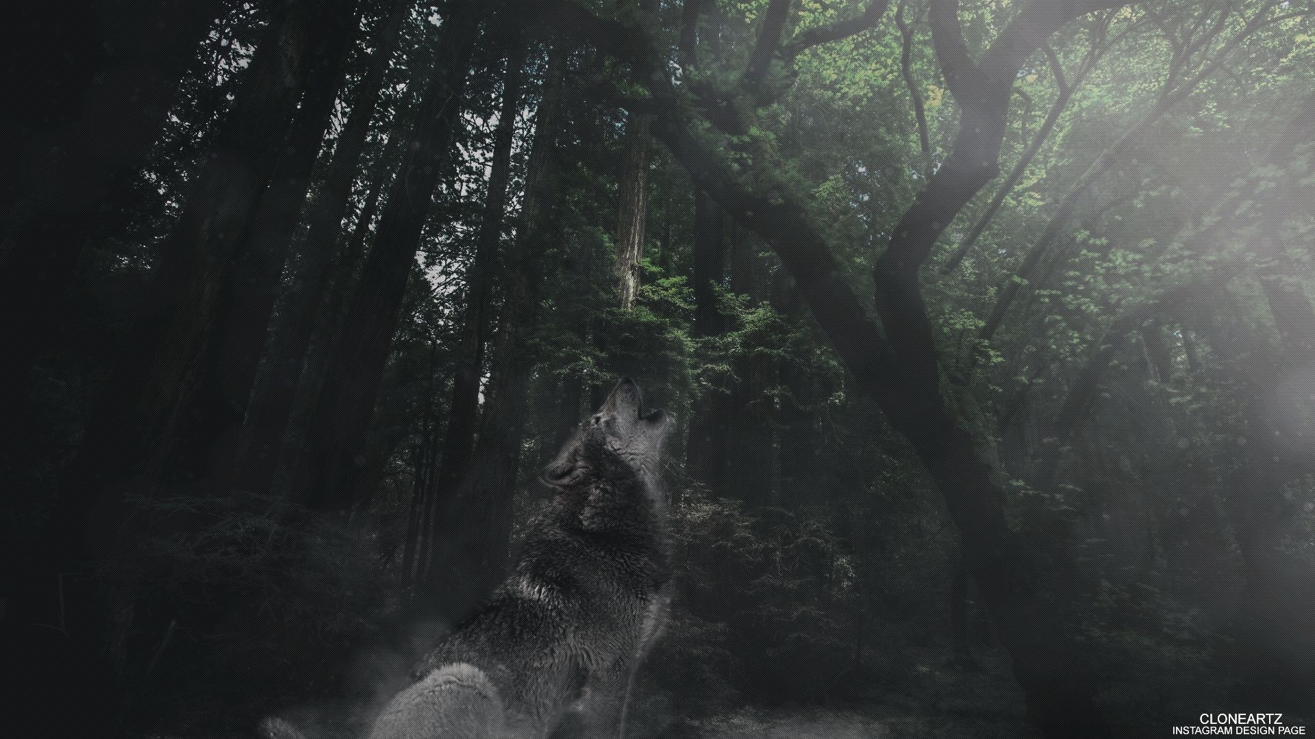 animal, wolf, forest, howling, manipulation, tree, wolves