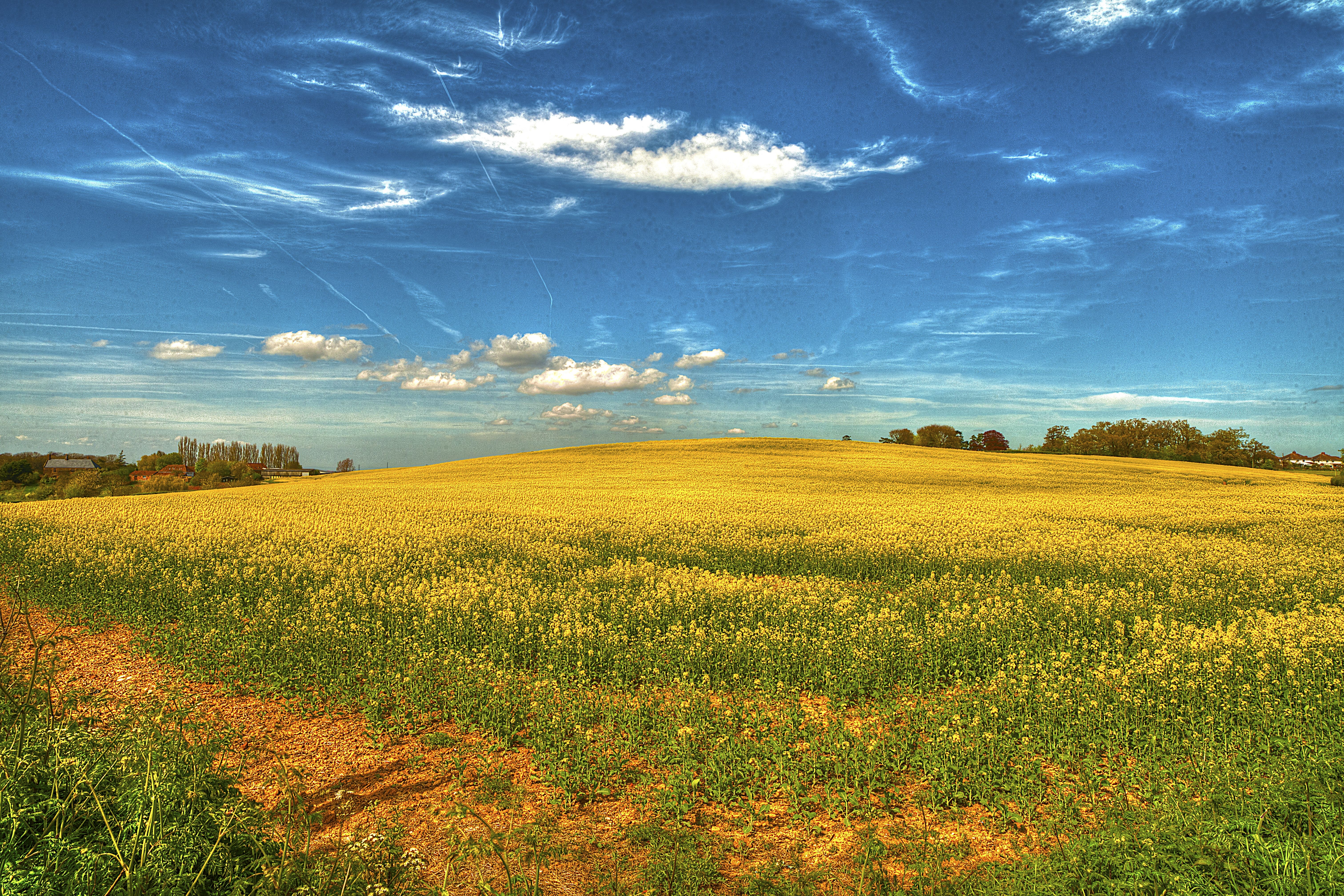 Download mobile wallpaper Field, Sky, Flowers, Nature, Landscape for free.