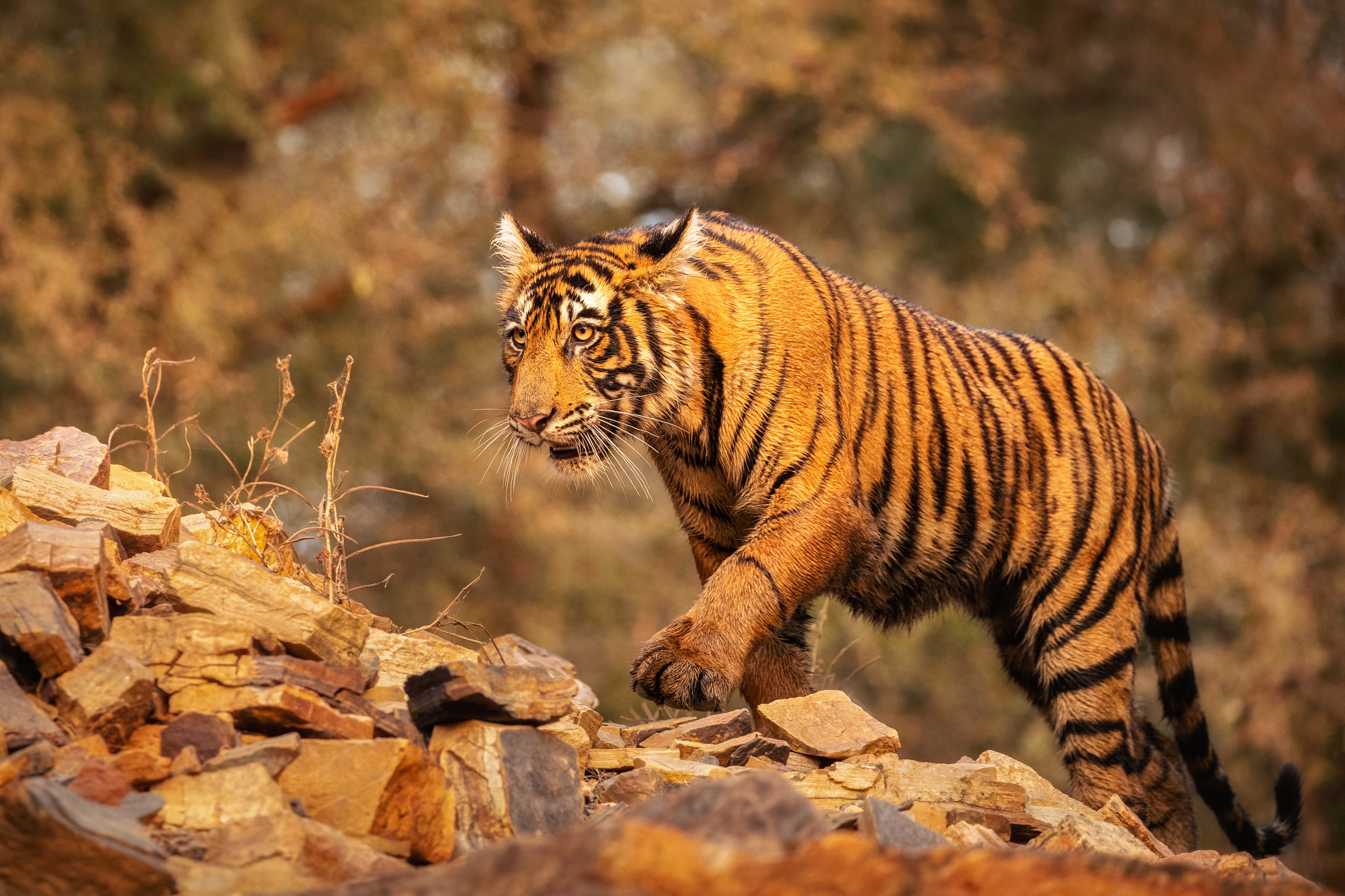 Baixe gratuitamente a imagem Gatos, Animais, Tigre na área de trabalho do seu PC