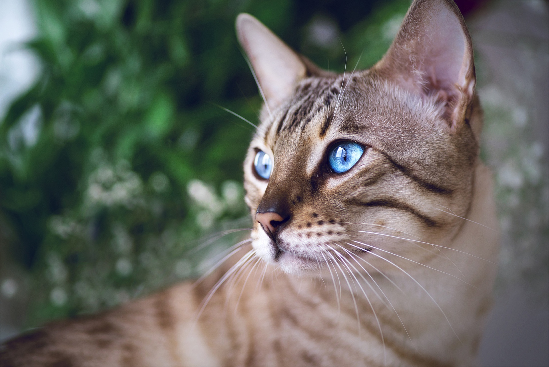 PCデスクトップに動物, ネコ, 猫, 青い目, ベンガル猫画像を無料でダウンロード