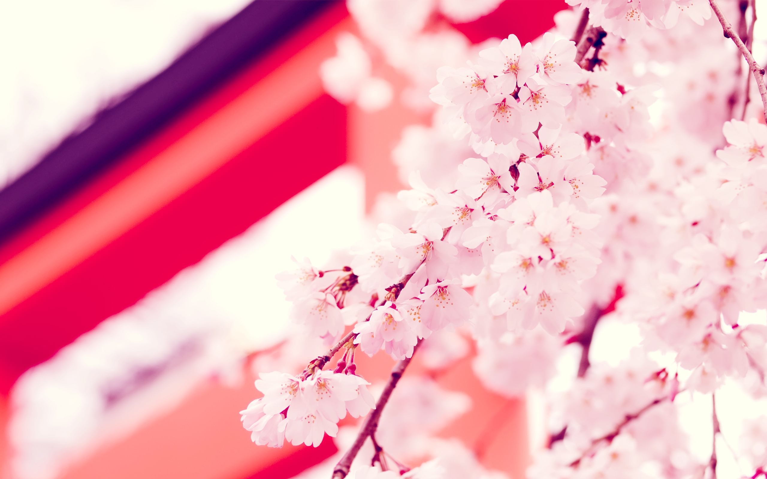 Free download wallpaper Flowers, Flower, Earth, Blossom, Pink Flower on your PC desktop