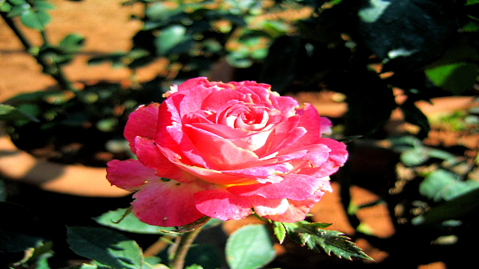 Free download wallpaper Flowers, Rose, Earth on your PC desktop