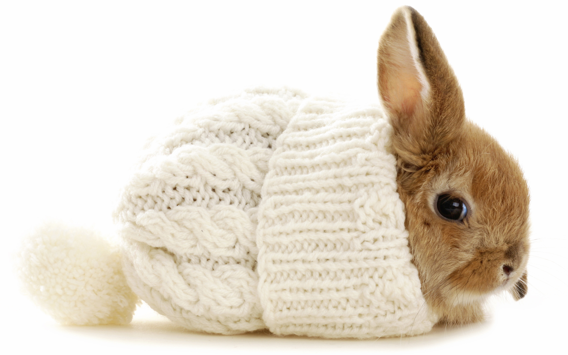 Download mobile wallpaper Animal, Rabbit for free.