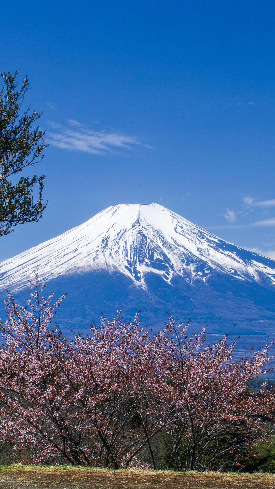 Download mobile wallpaper Sakura, Earth, Japan, Spring, Volcano, Cherry Blossom, Mount Fuji, Volcanoes, Summit, Cherry Tree for free.