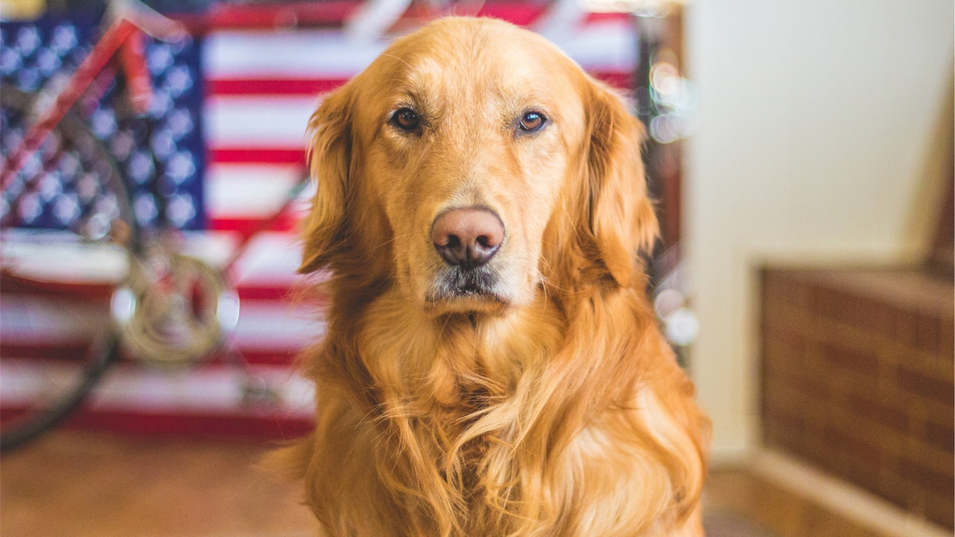Free download wallpaper Dogs, Dog, Animal, Portrait, Golden Retriever on your PC desktop
